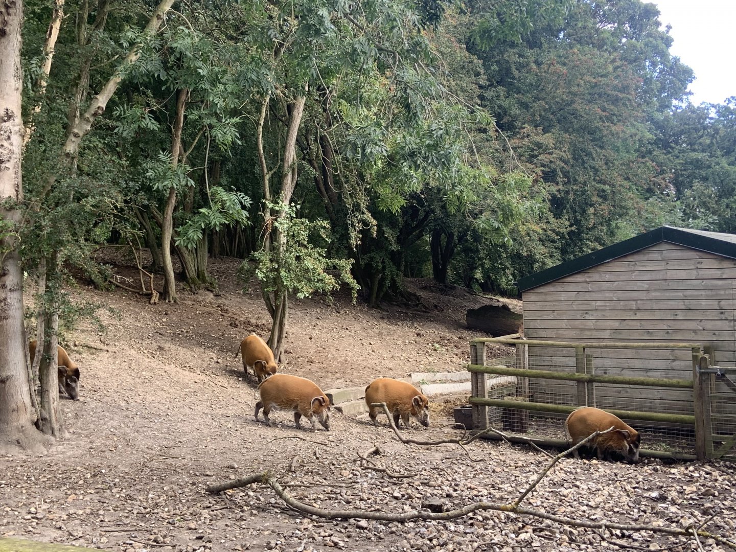 Red river hogs