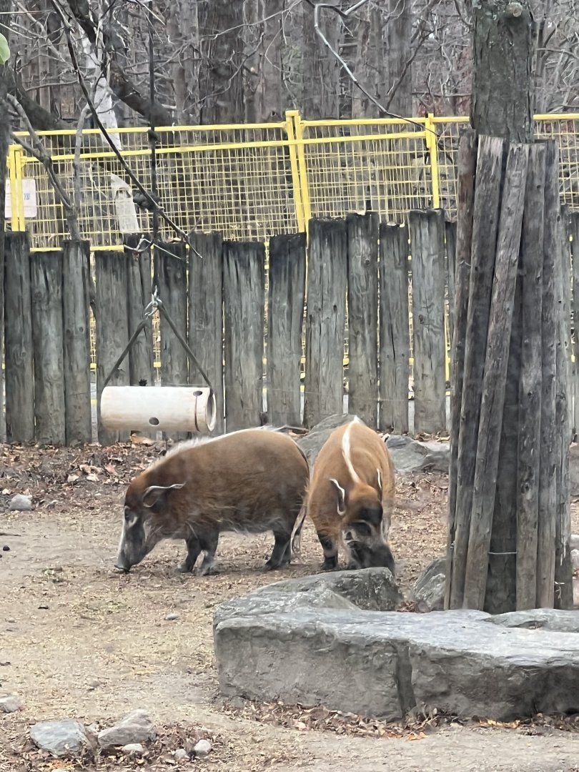 Red River Hogs