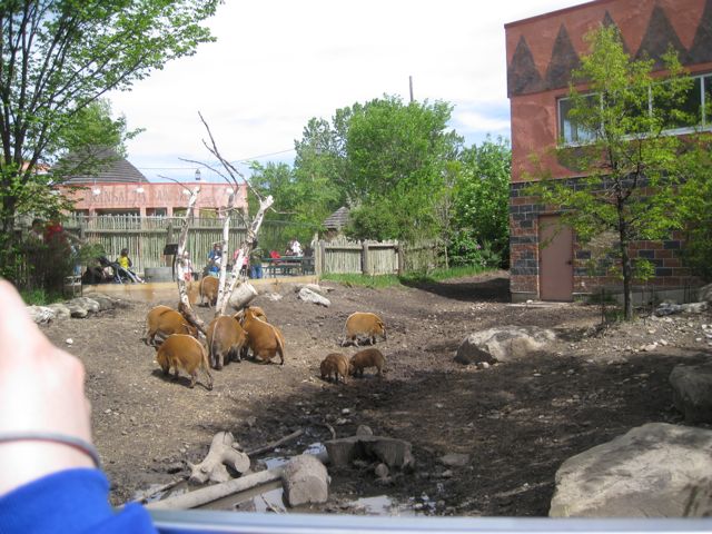 Red River Hogs