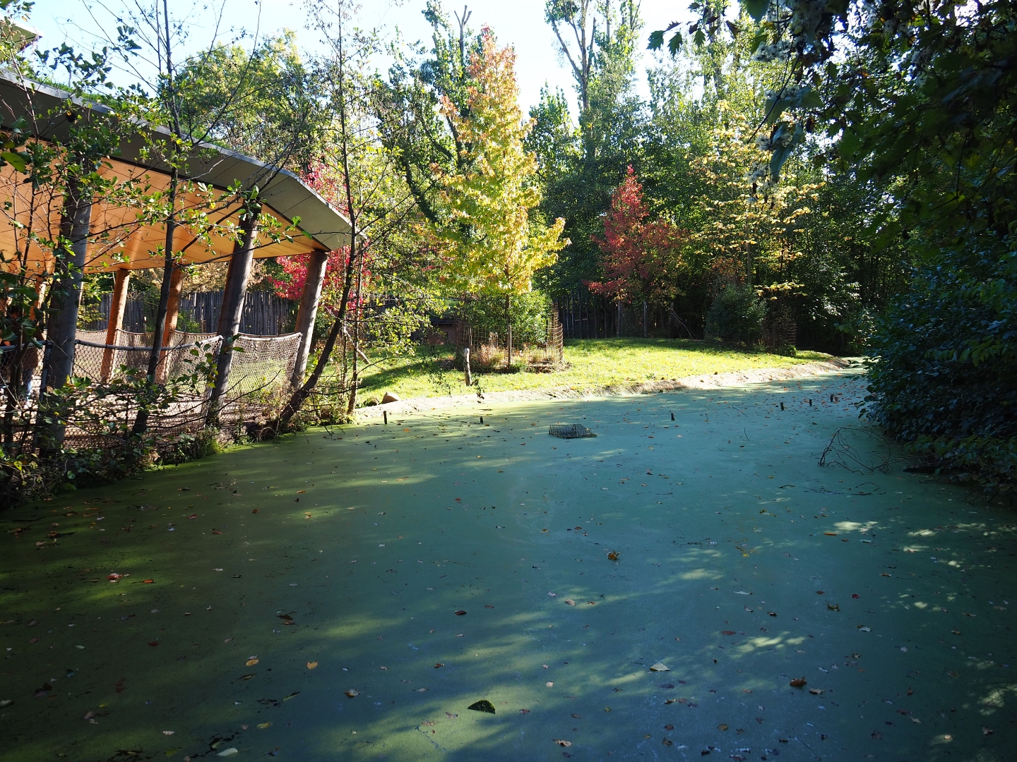 Red rivier hog exhibit and viewing area next to gorilla house (Oct 13th, 2018)