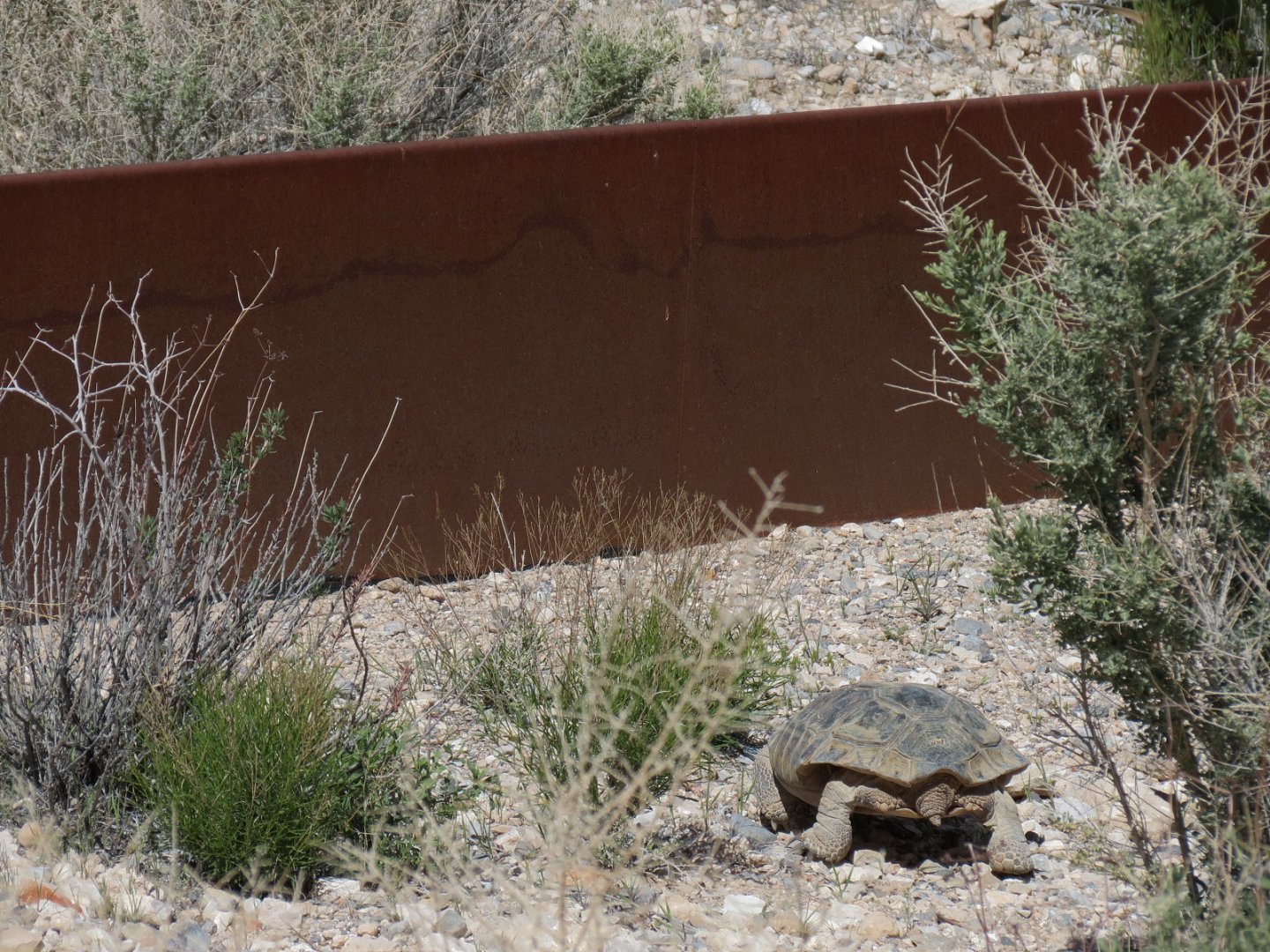 Red Rock Canyon - Desert Tortoise