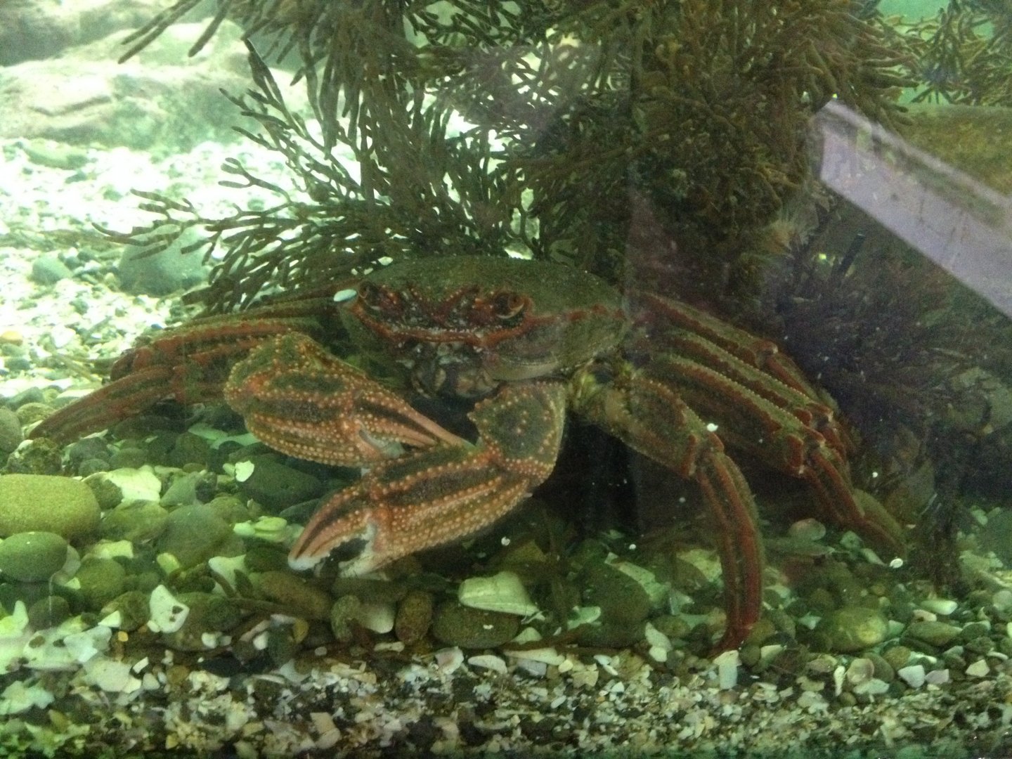 Red Rock Crab (Guinusia (Plagusia) chabrus)