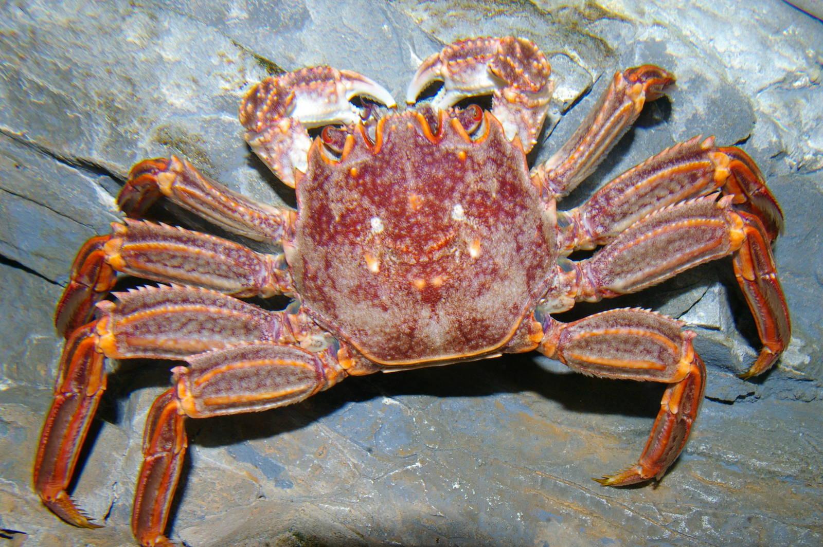 red rock crab (Plagusia chabrus)