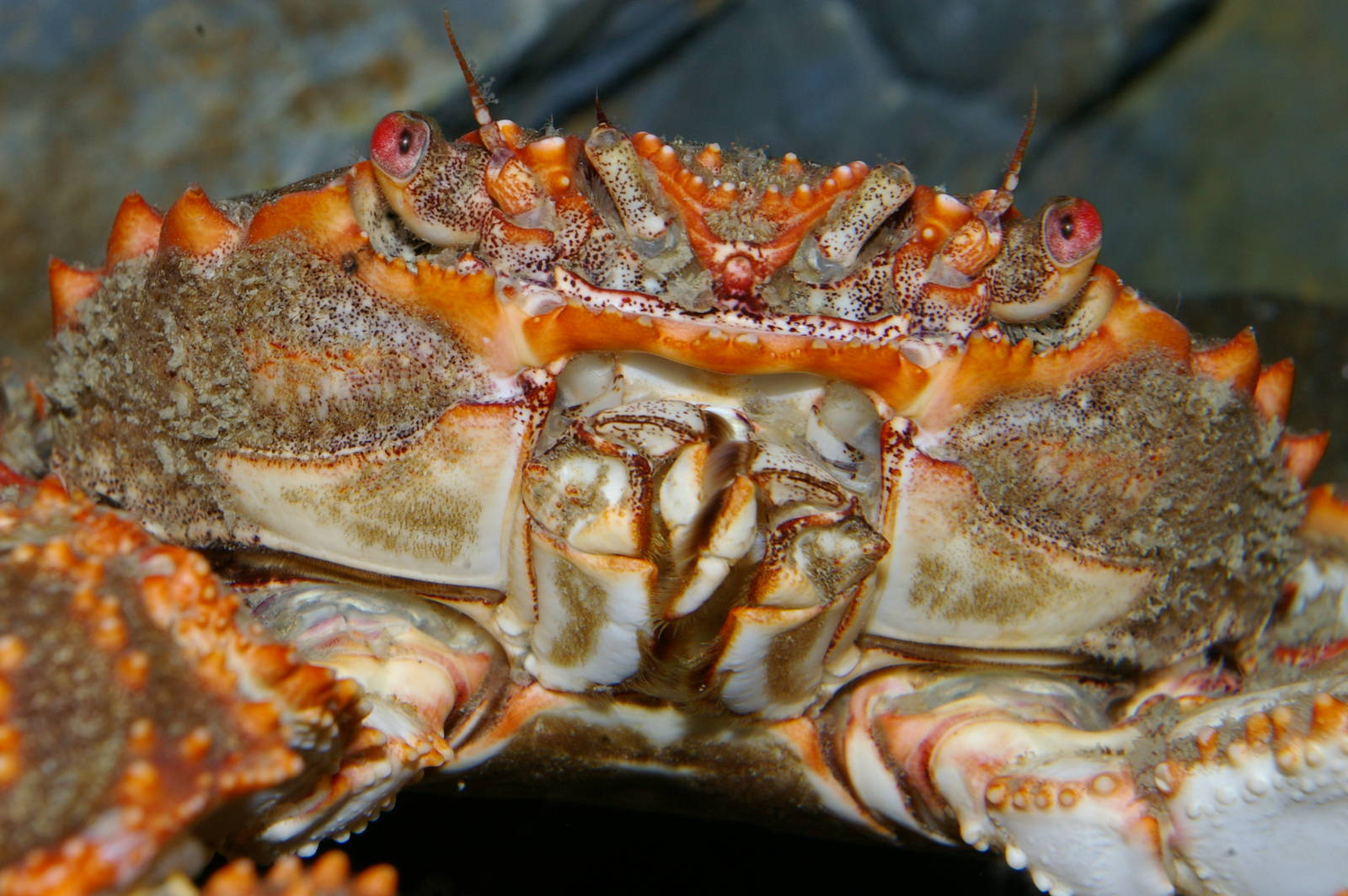 red rock crab (Plagusia chabrus)