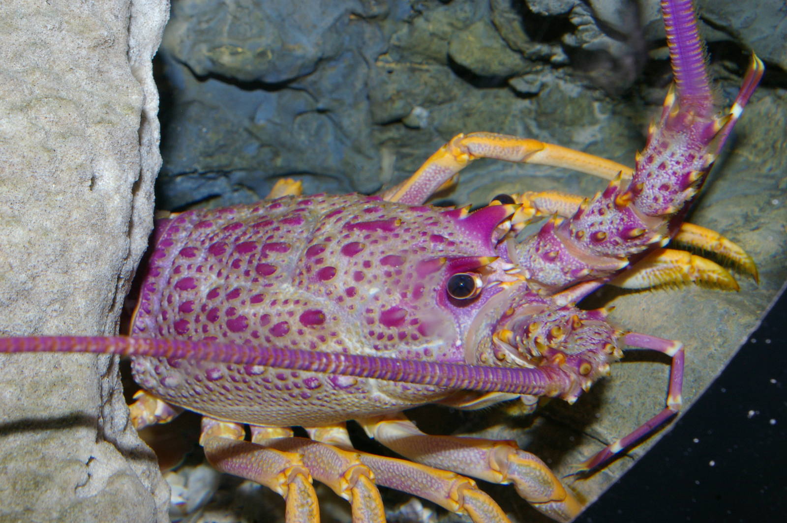red rock lobster (Jasus edwardsii)