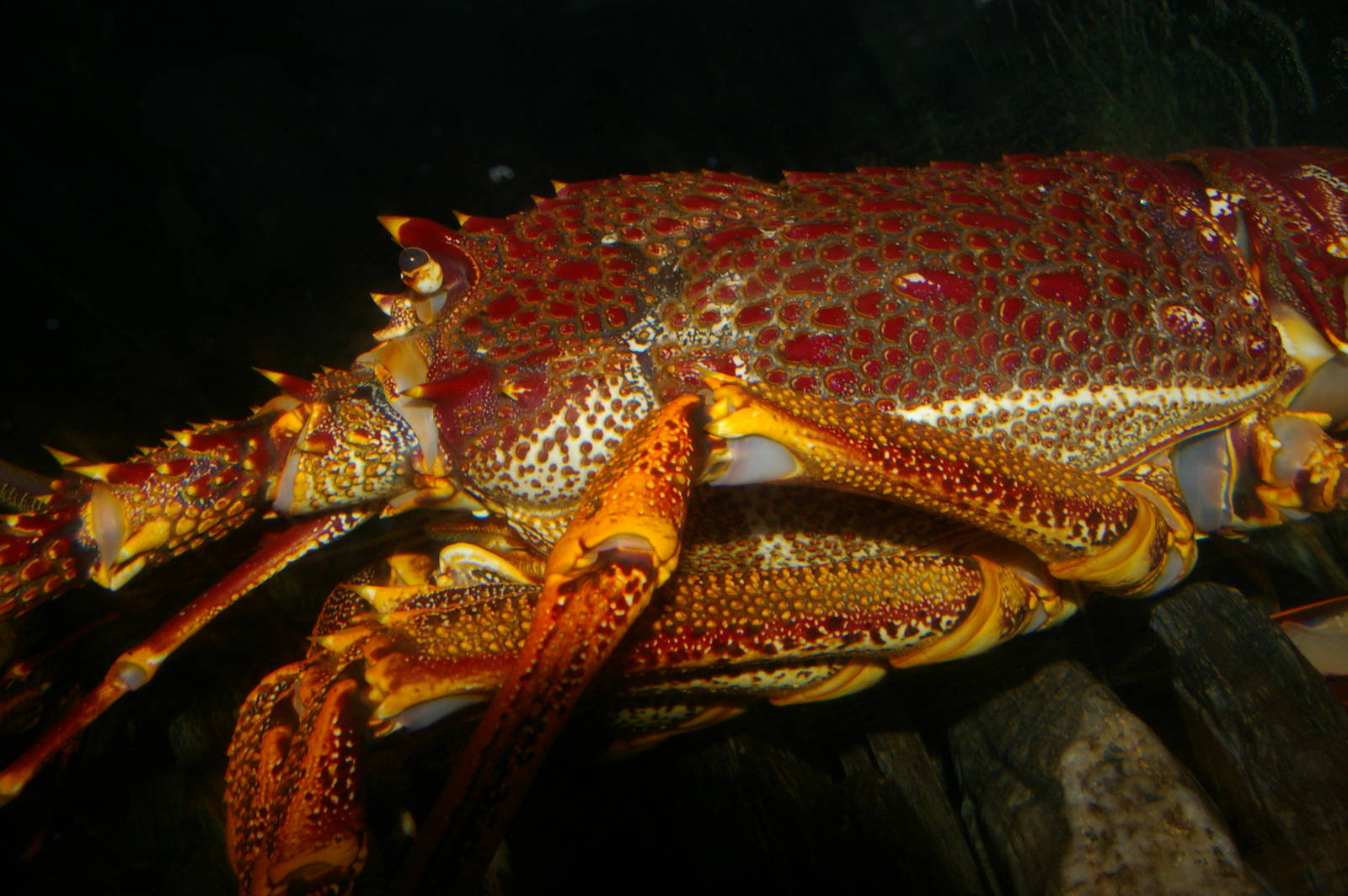 red rock lobster (Jasus edwardsii)