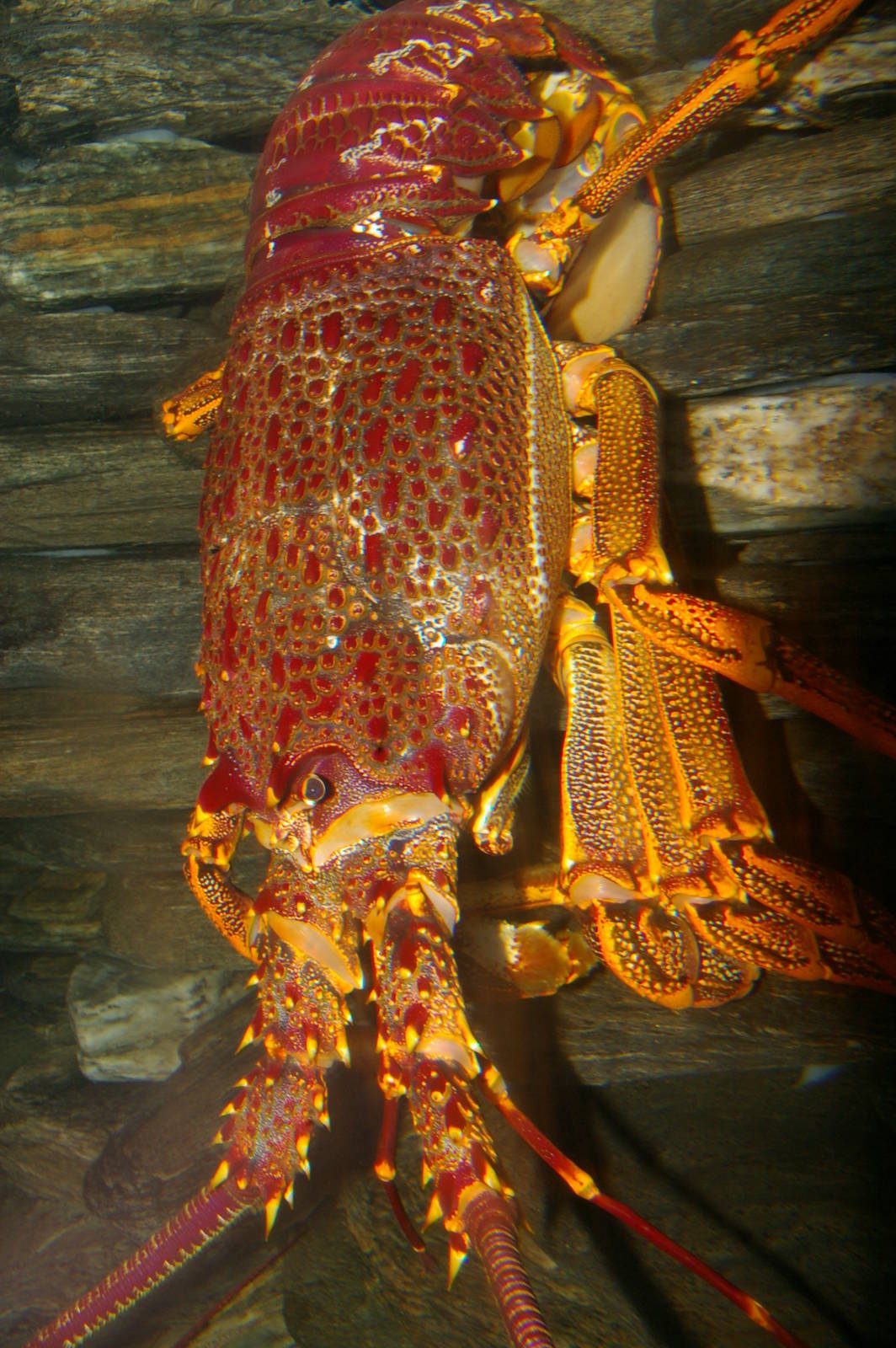 red rock lobster (Jasus edwardsii)