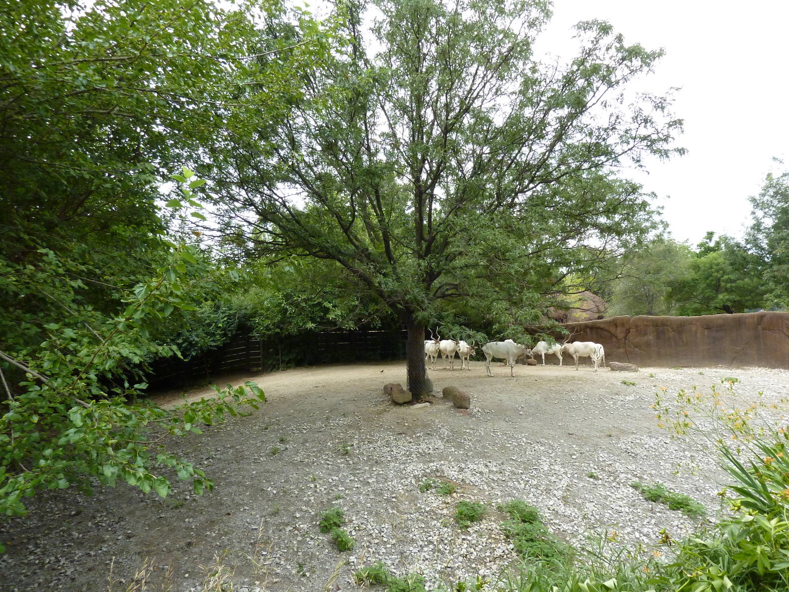 Red Rocks - Addax Exhibit