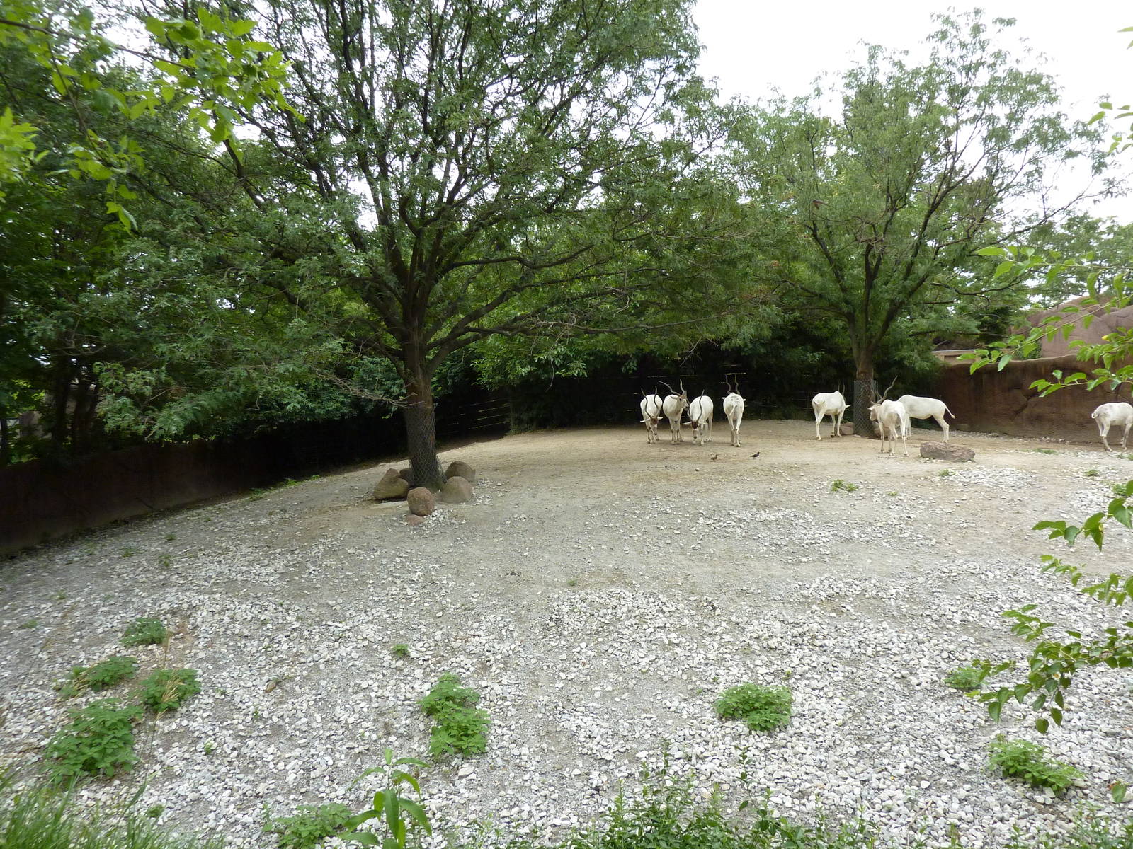 Red Rocks - Addax Exhibit