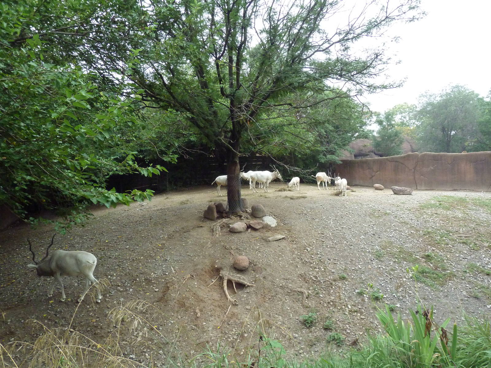Red Rocks - Addax Exhibit