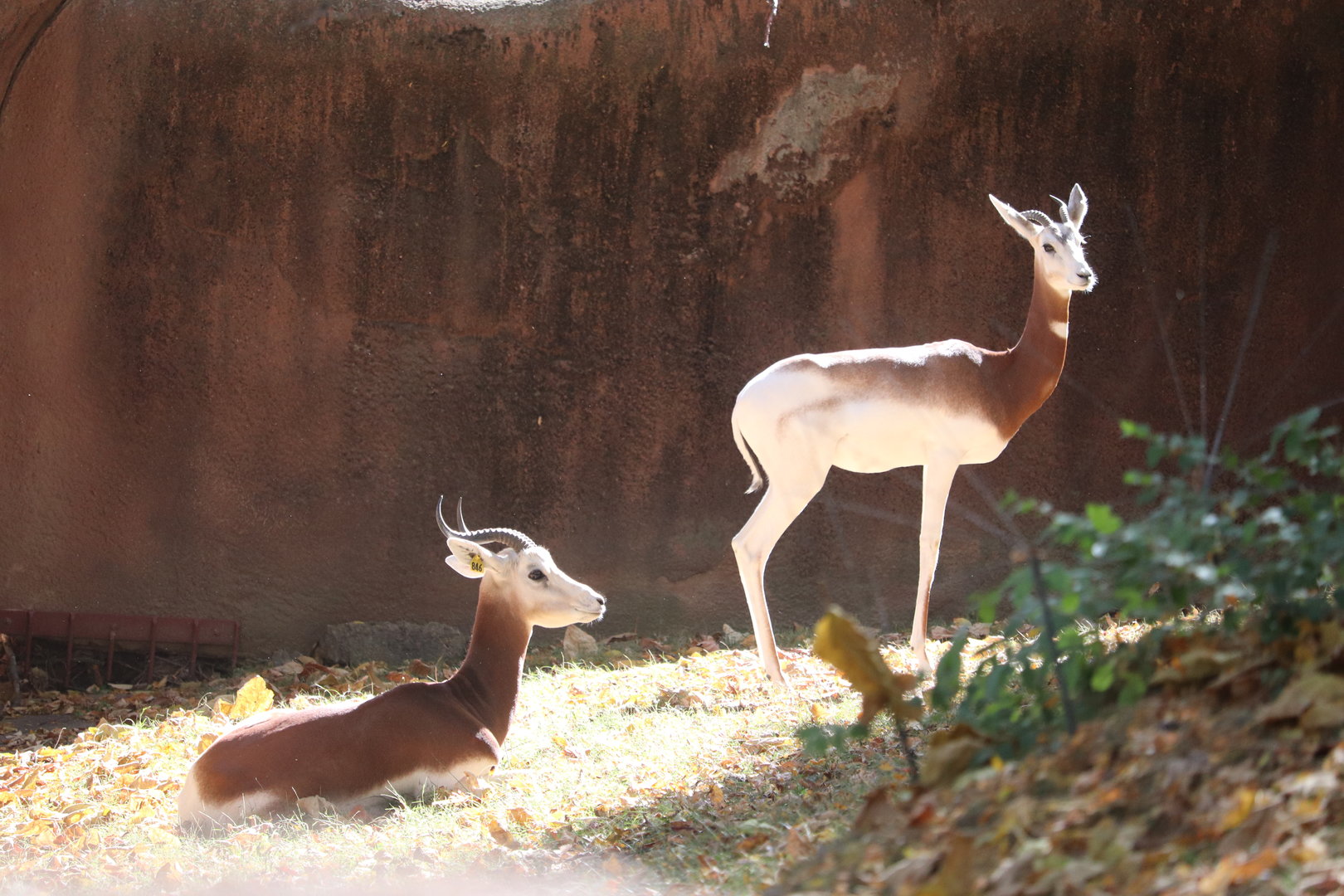 Red Rocks - Addra Gazelle