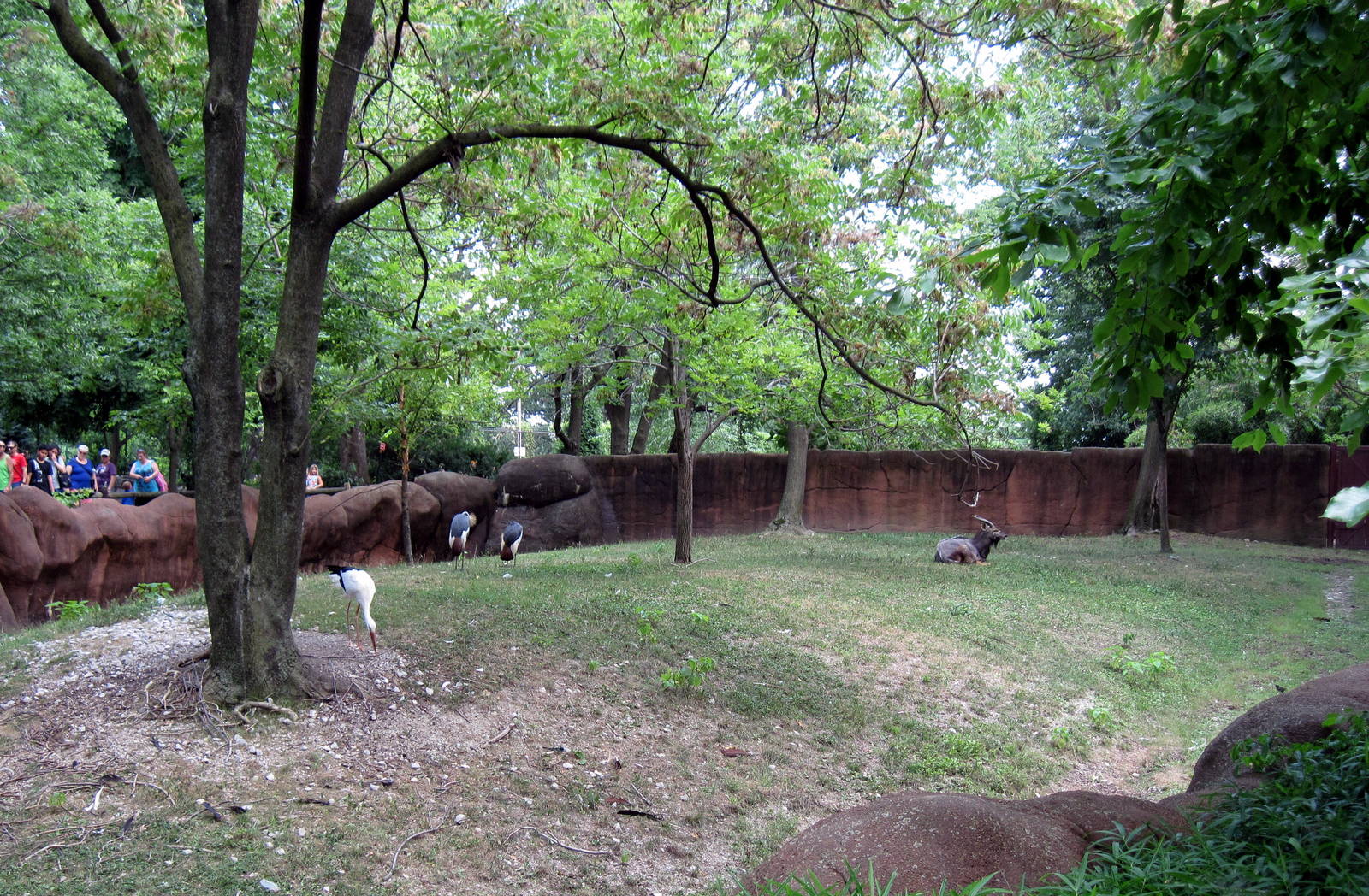 Red Rocks- African Crowned Crane, Nyala, and White Cranes