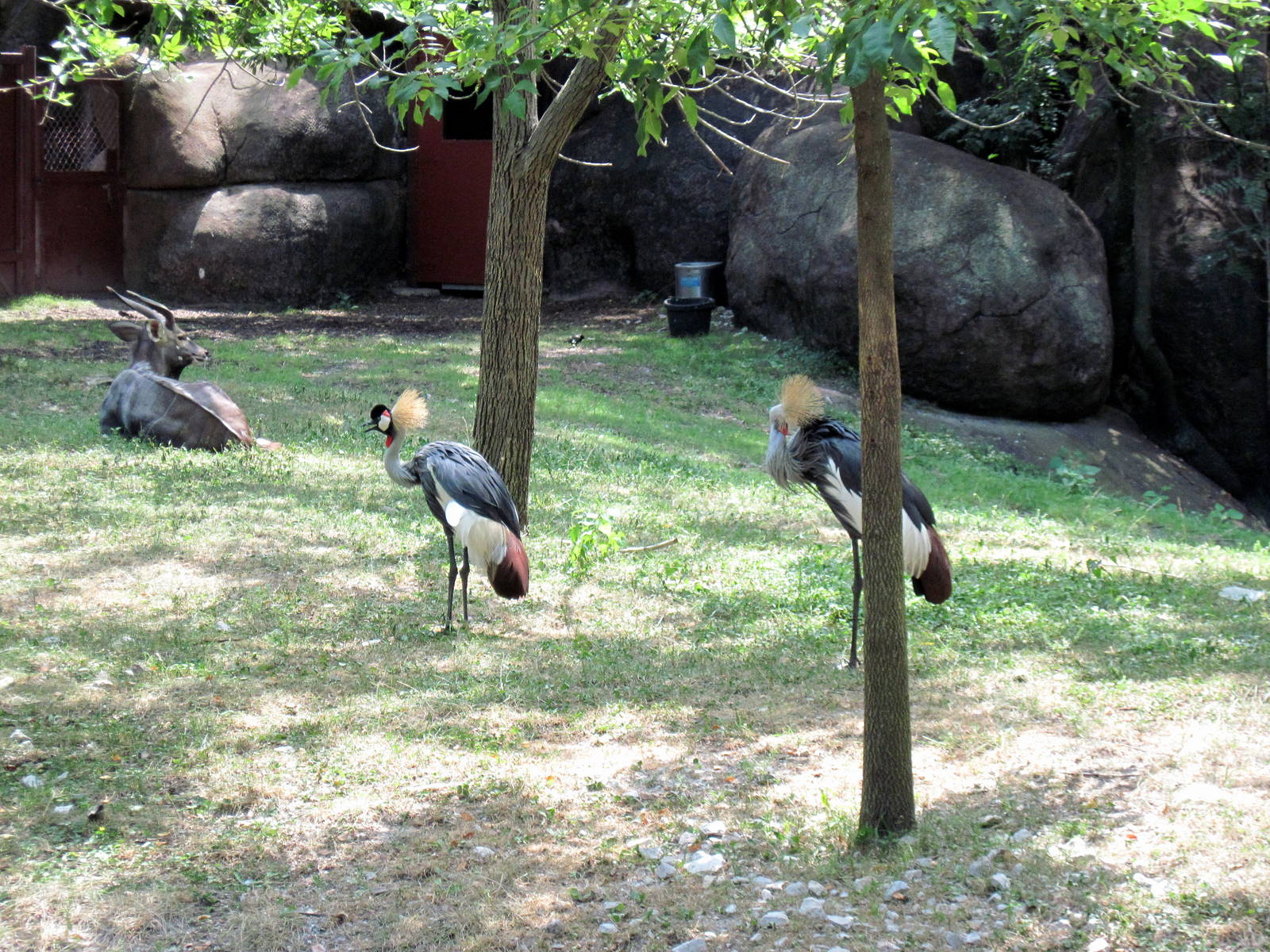 Red Rocks-African Crowned Cranes and Nyala
