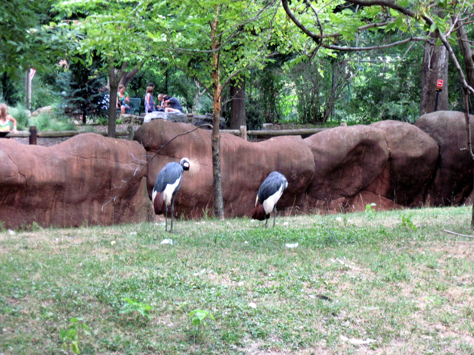 Red Rocks-African Crowned Cranes