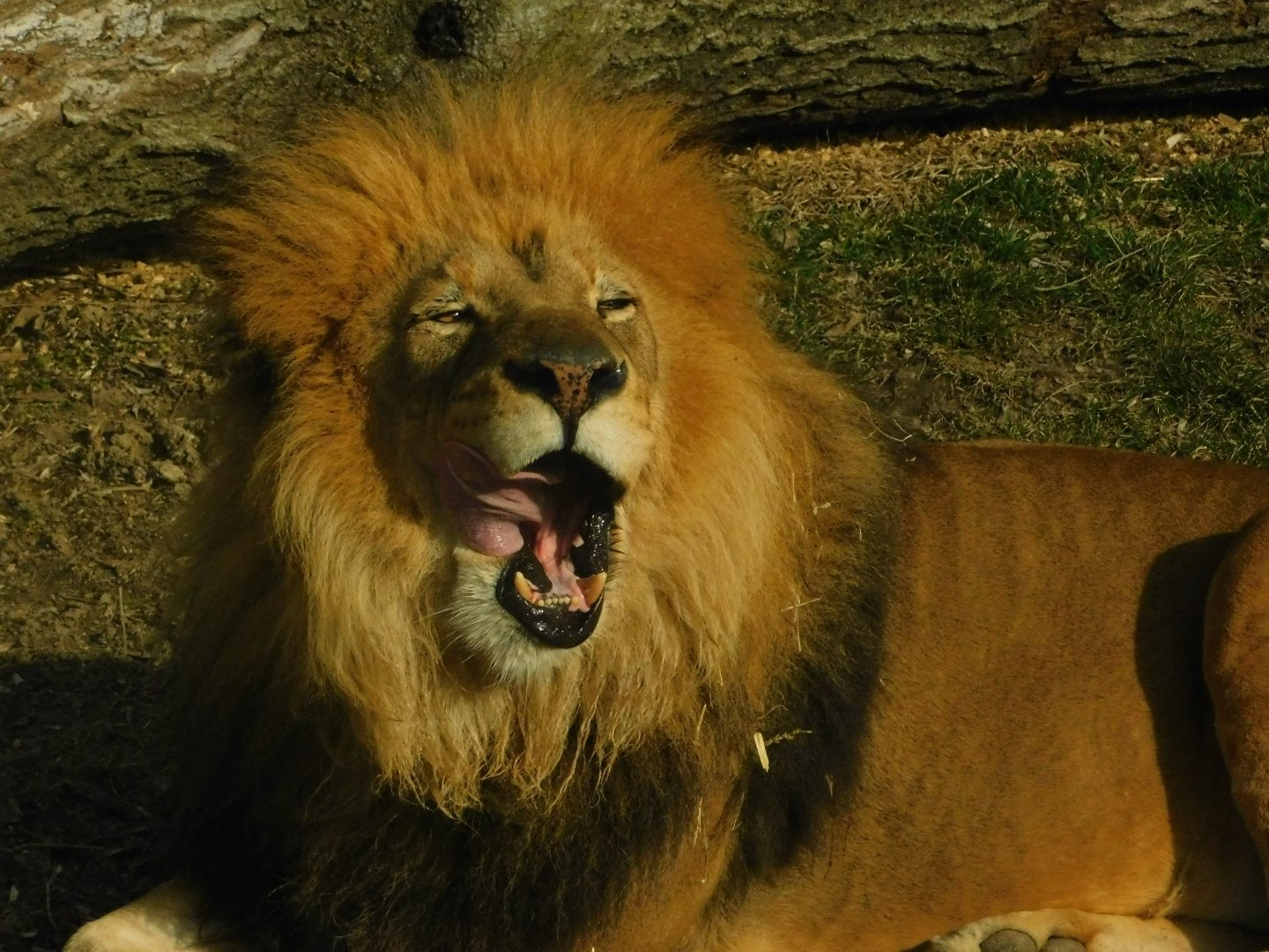 Red Rocks- African Lion- March 4, 2022