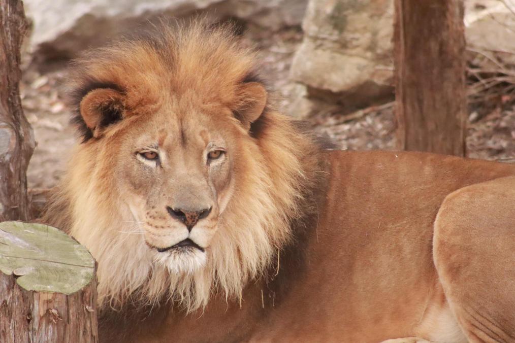 Red Rocks - African Lion
