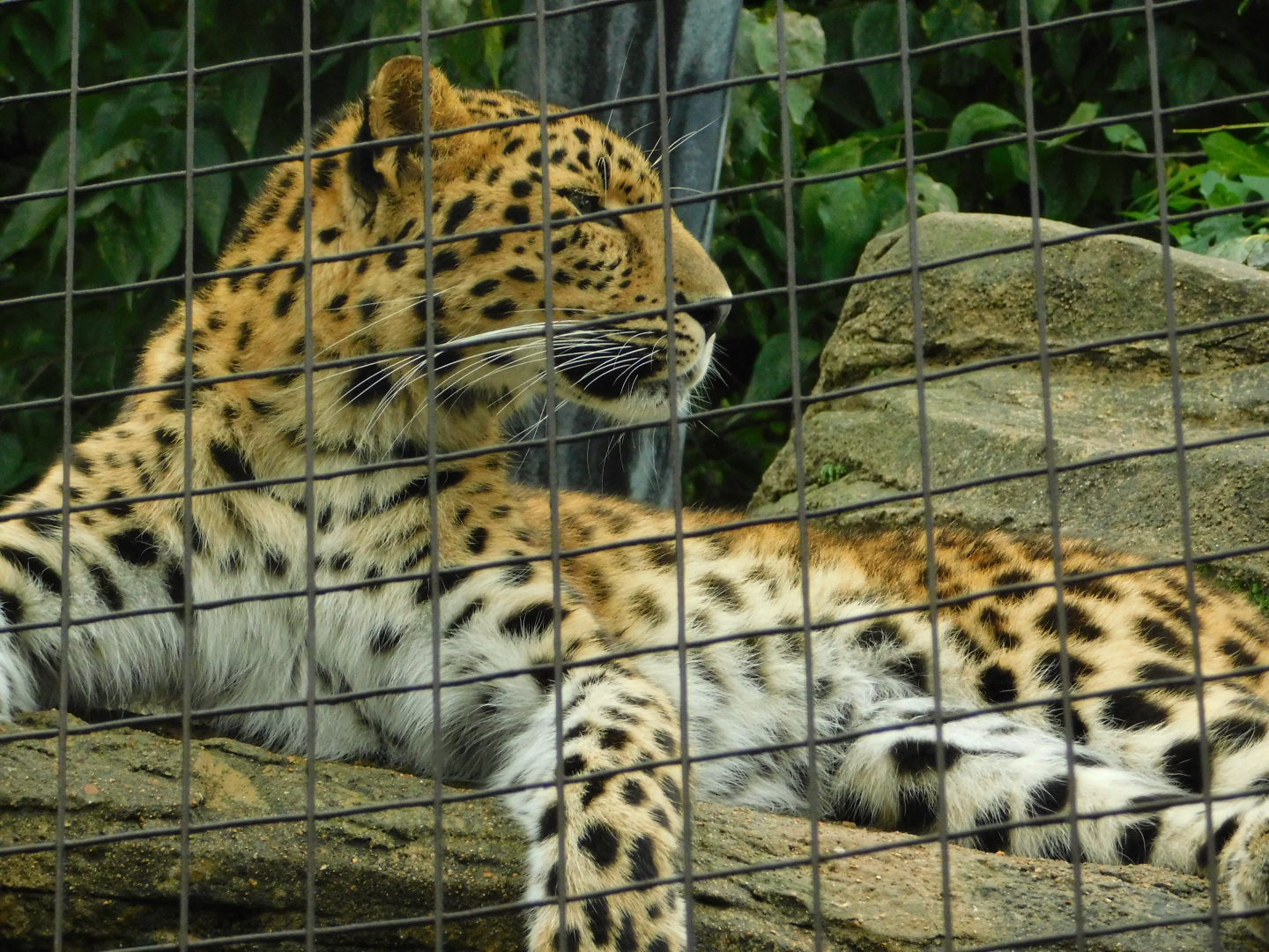 Red Rocks- Amur Leopard - October 6, 2021