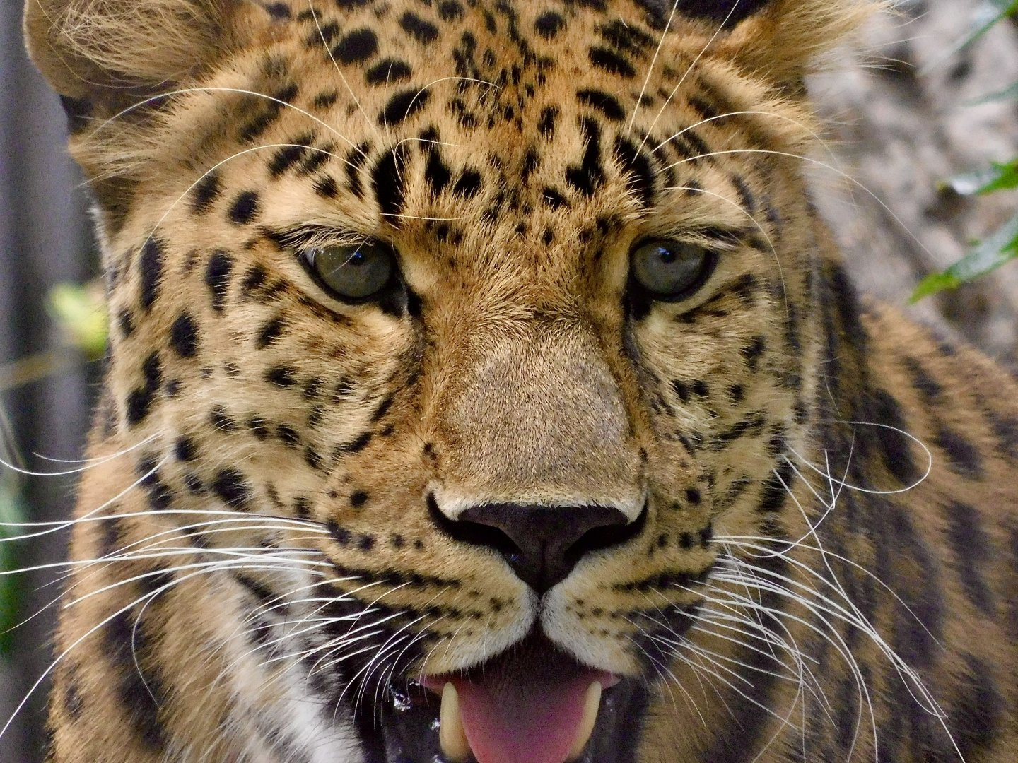 Red Rocks- Amur Leopard