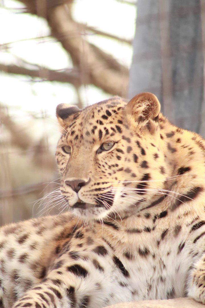 Red Rocks - Amur Leopard