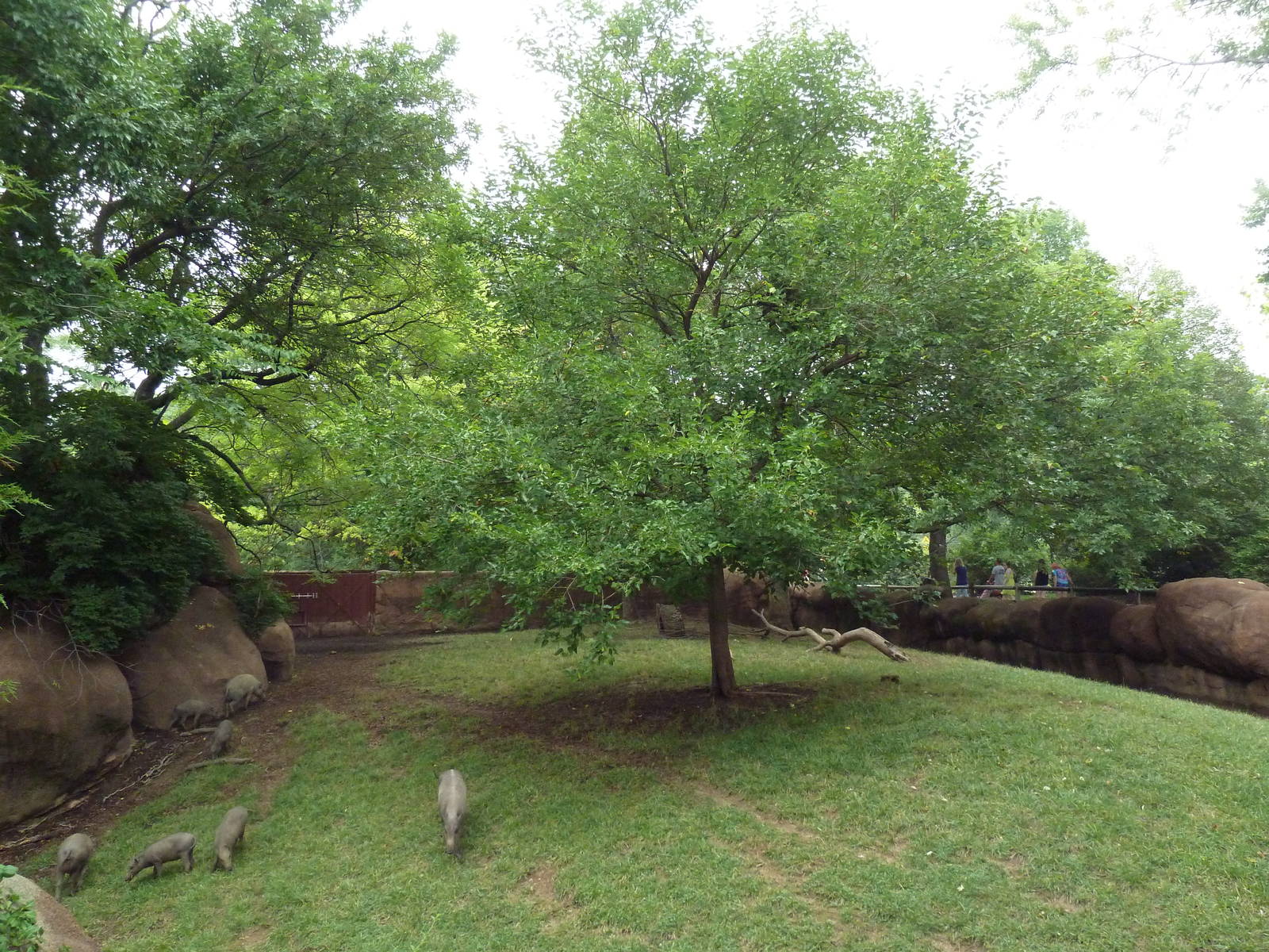 Red Rocks - Babirusa Exhibit #1