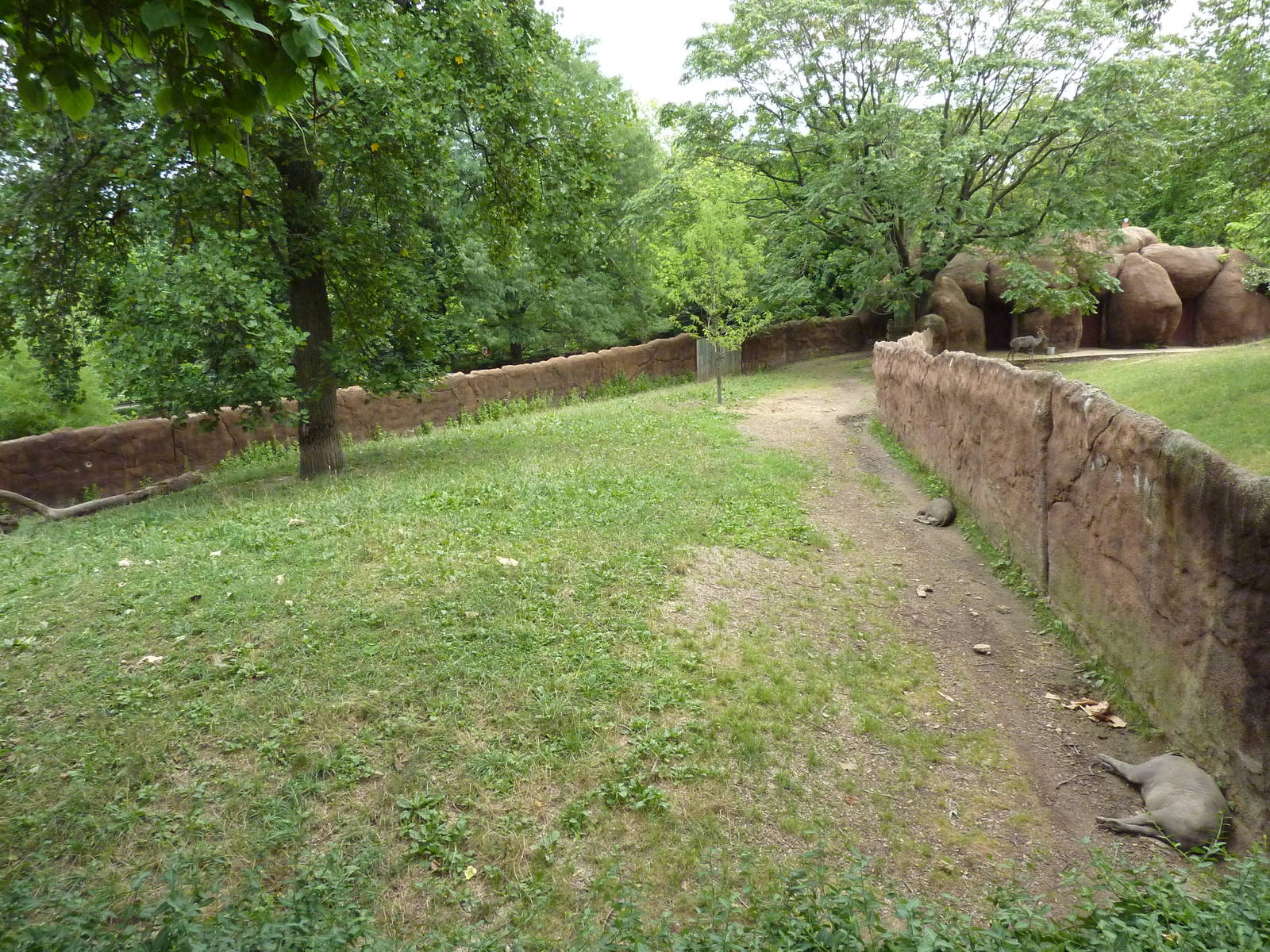 Red Rocks - Babirusa Exhibit