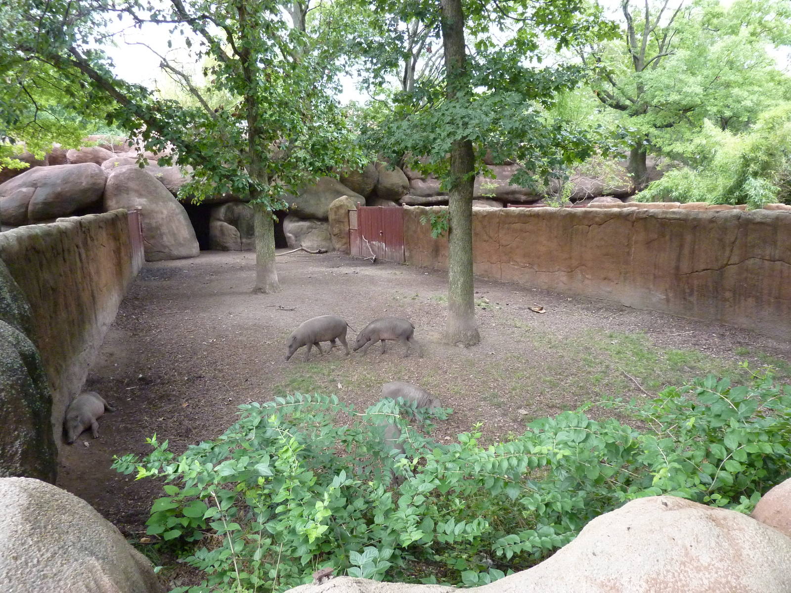 Red Rocks - Babirusa Exhibit