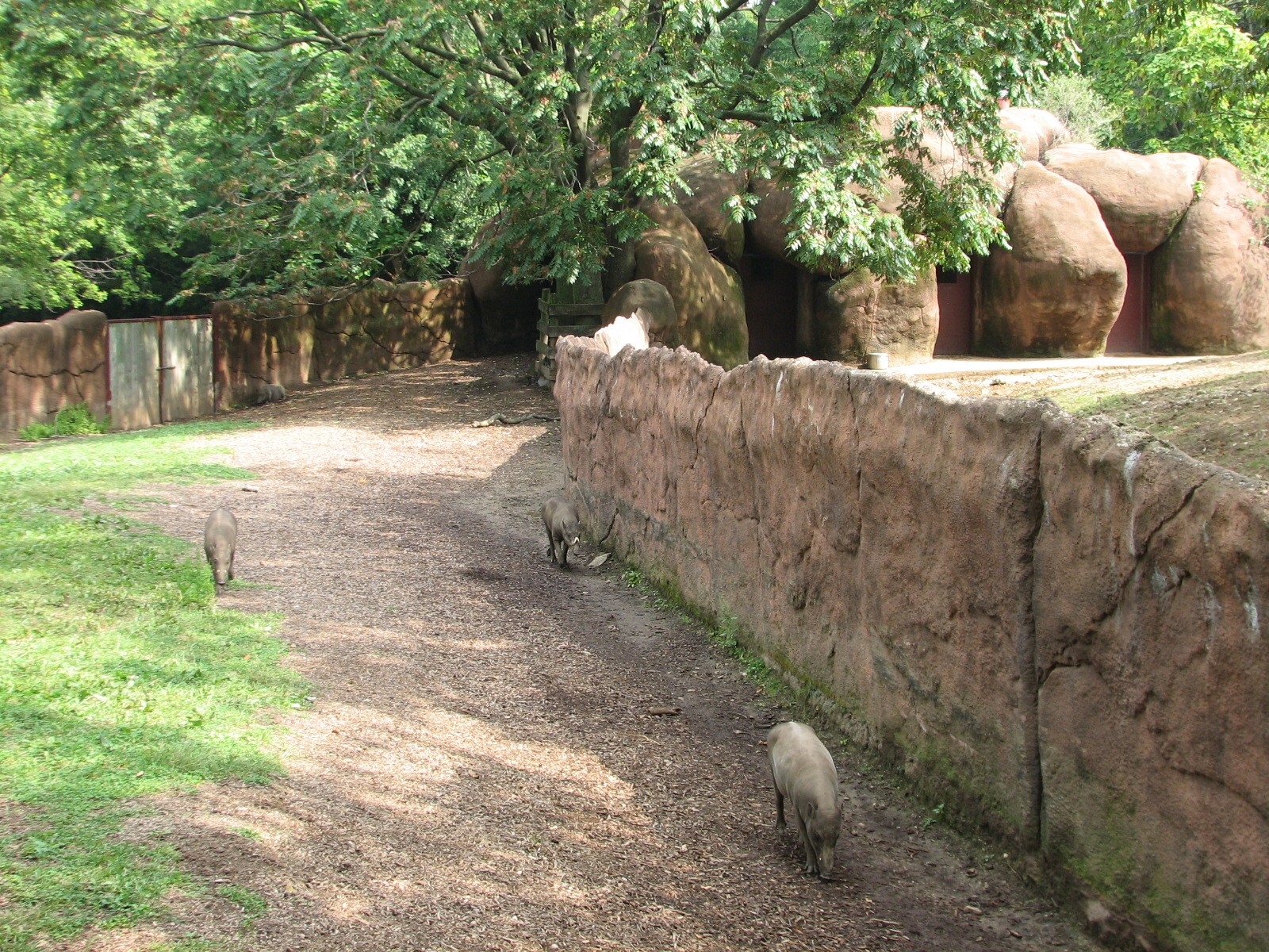 Red Rocks - Babirusa Exhibit