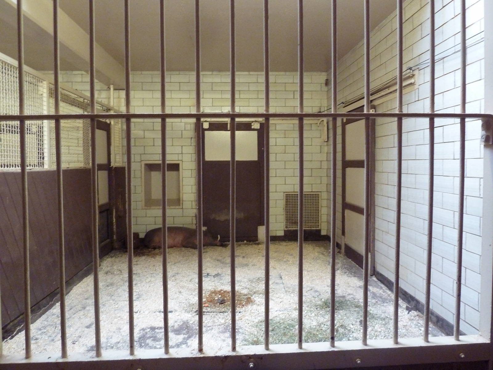 Red Rocks - Babirusa Stall