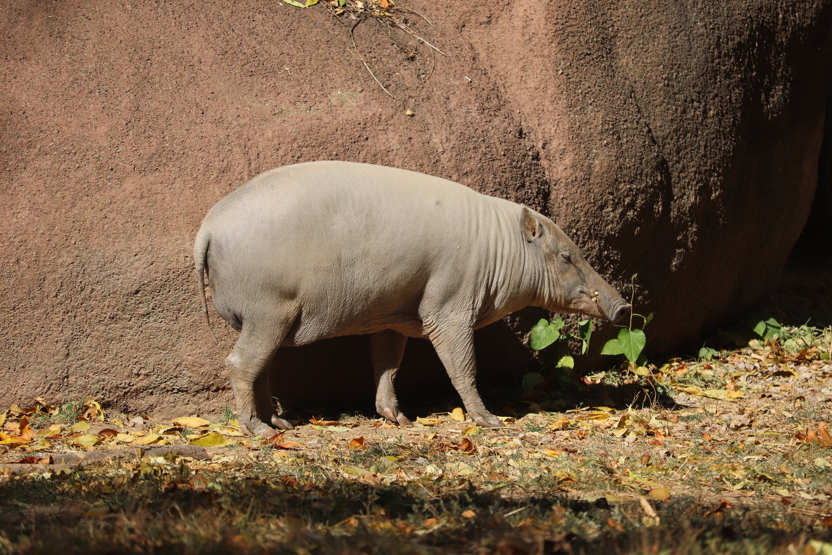 Red Rocks - Babirusa