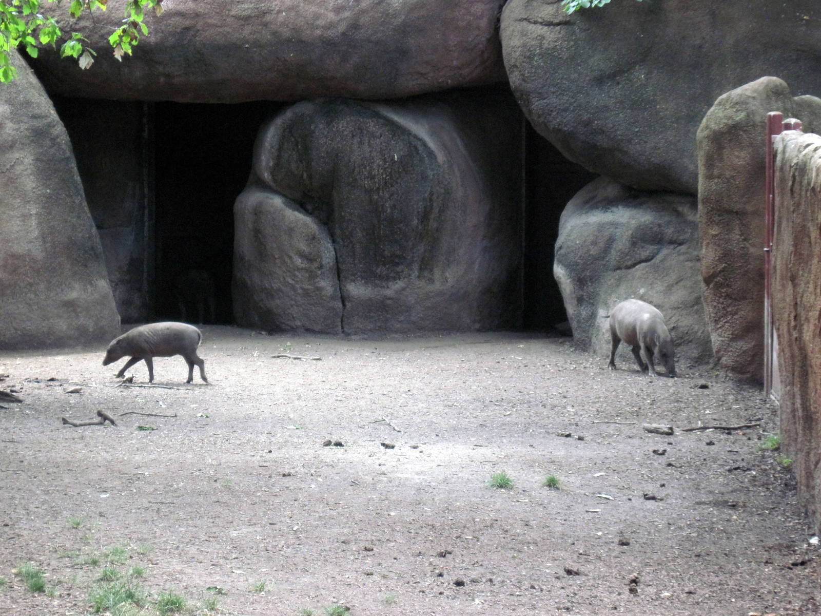Red Rocks-Babirusas