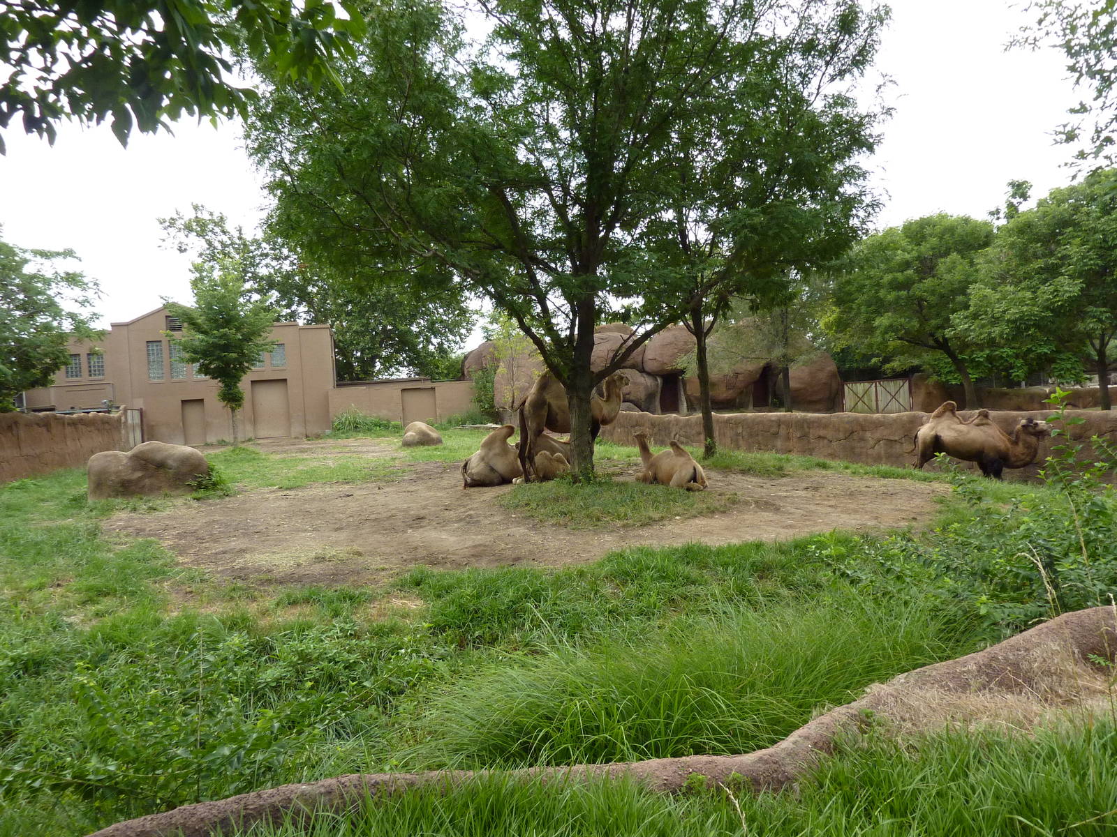 Red Rocks - Bactrian Camel Exhibit