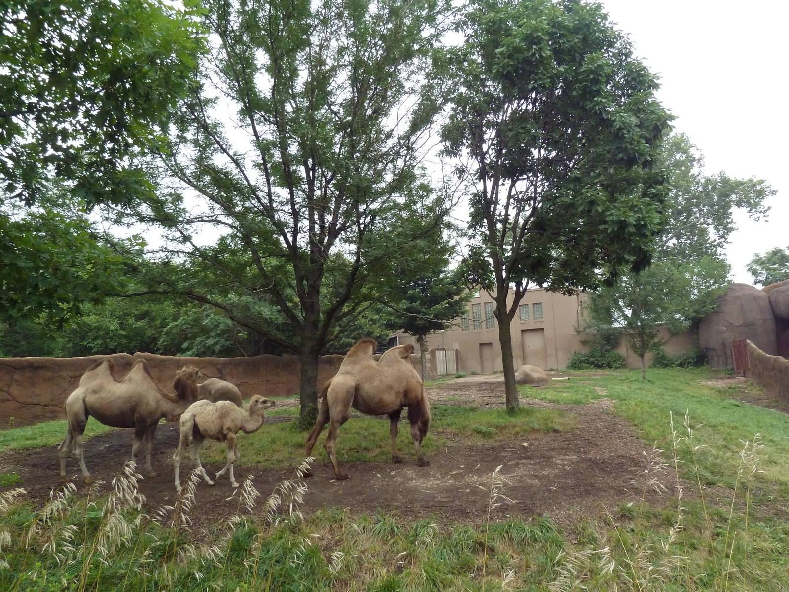 Red Rocks - Bactrian Camel Exhibit
