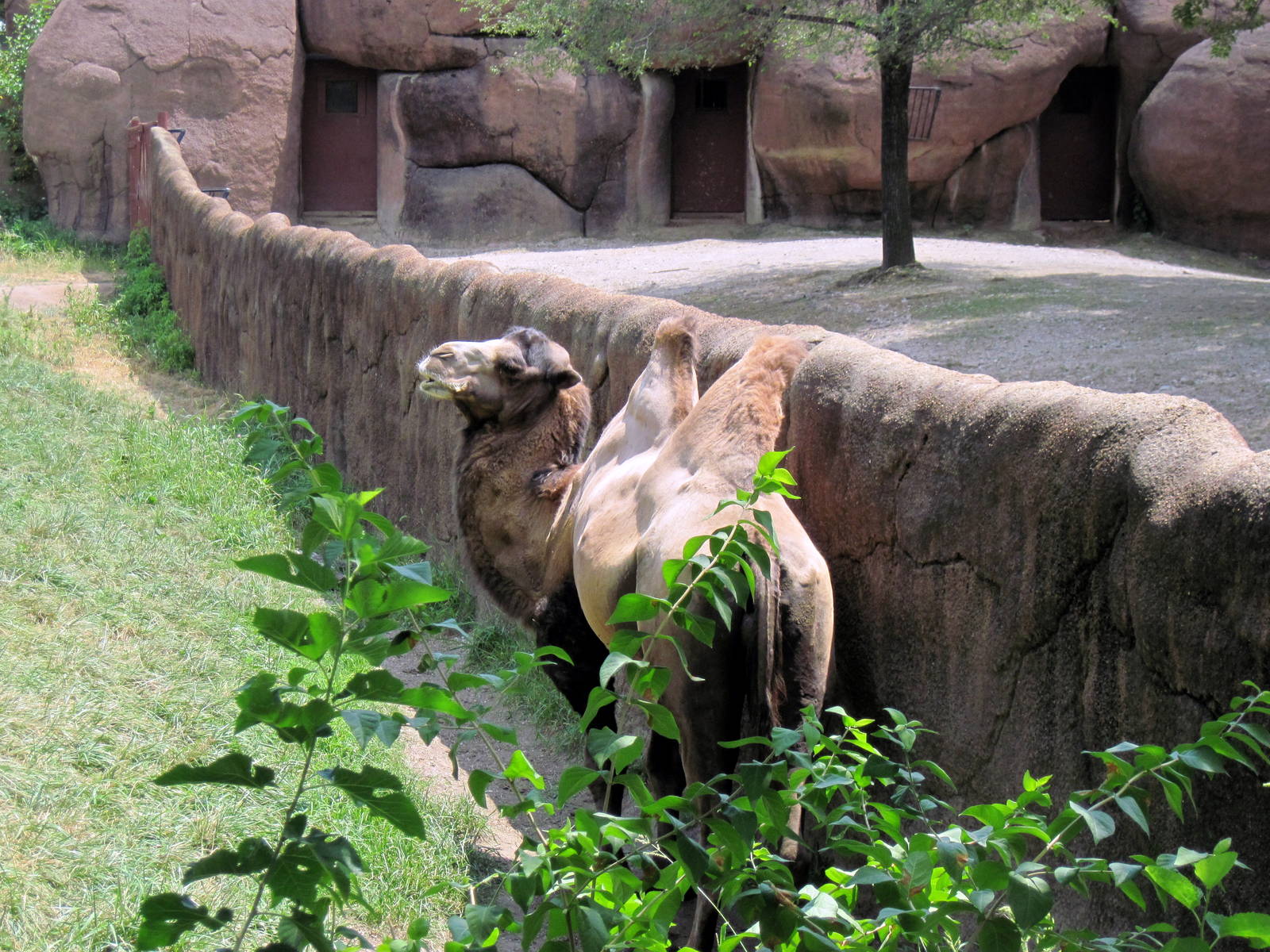 Red Rocks-Bactrian Camel