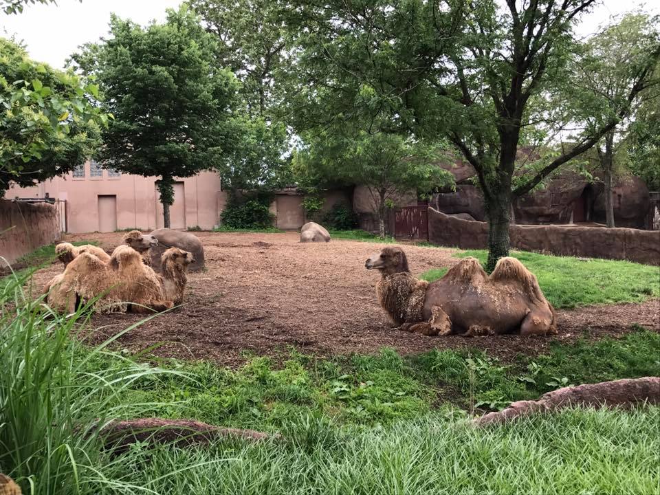 Red Rocks- Bactrian Camel