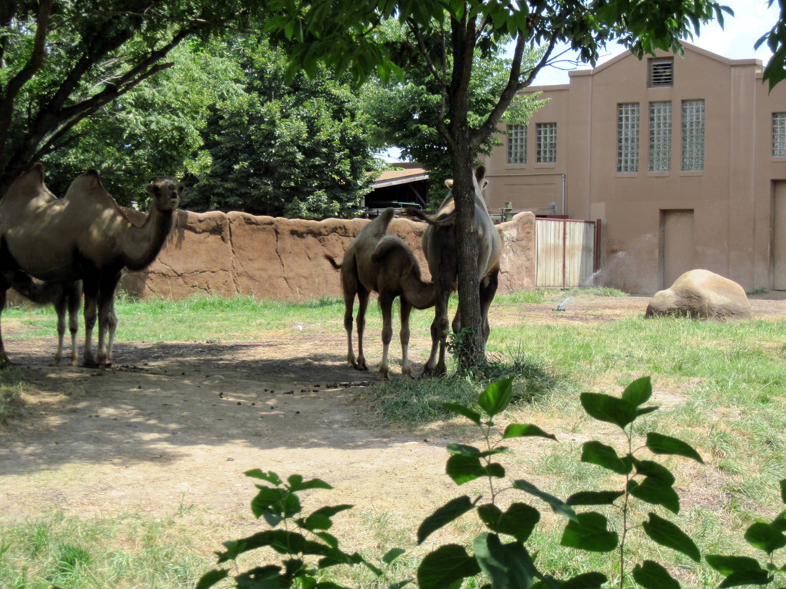 Red Rocks-Bactrian Camels