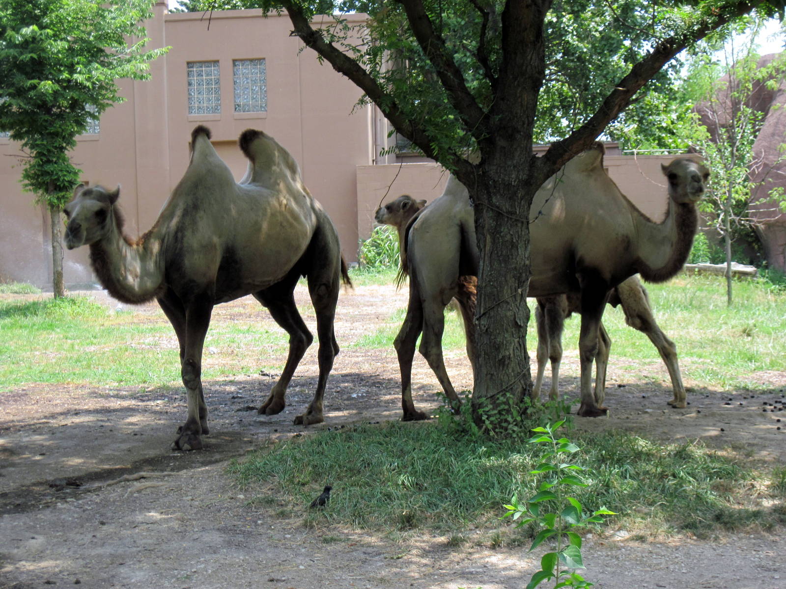 Red Rocks-Bactrian Camels
