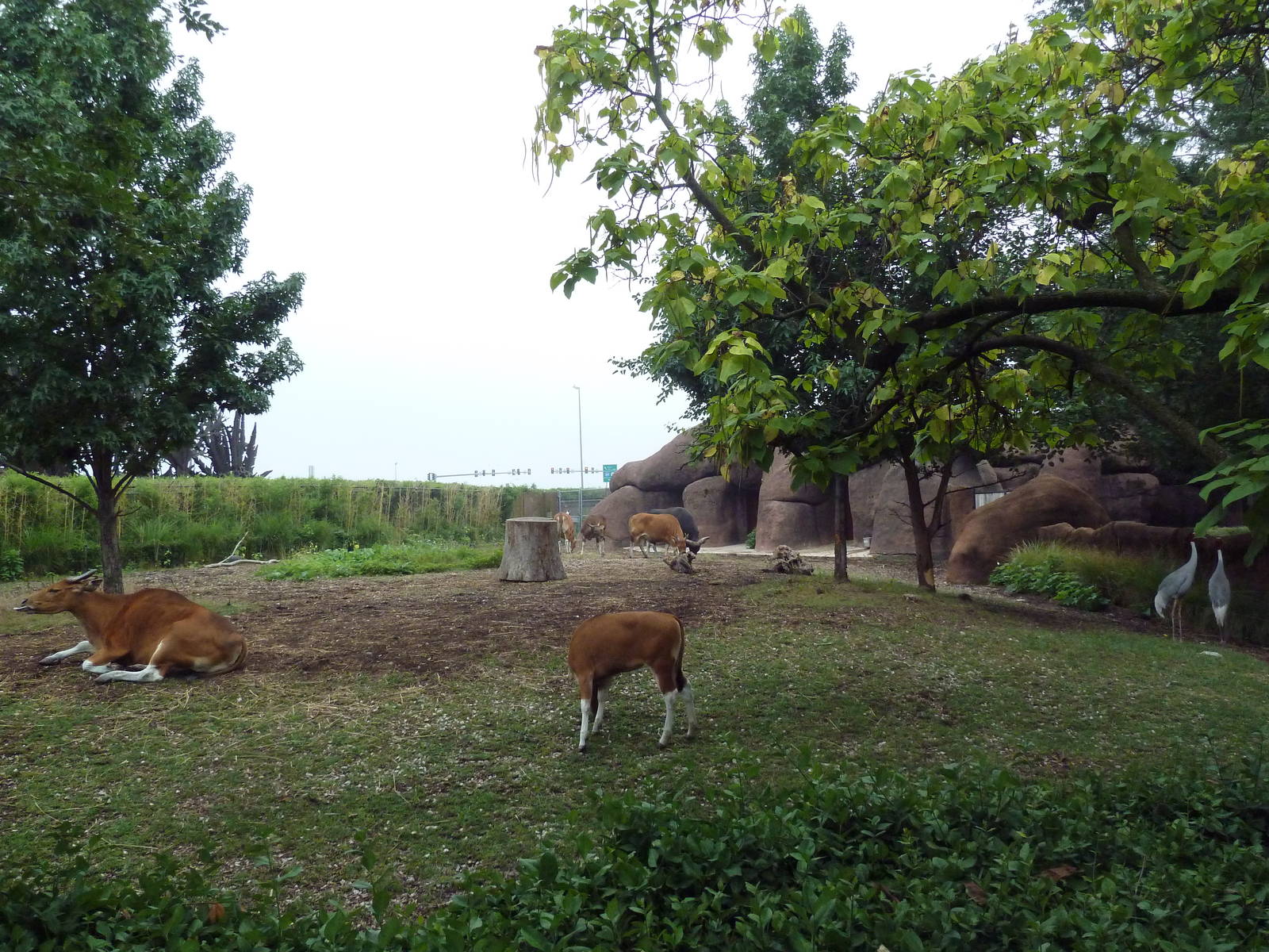 Red Rocks - Banteng + Sarus Crane Exhibit