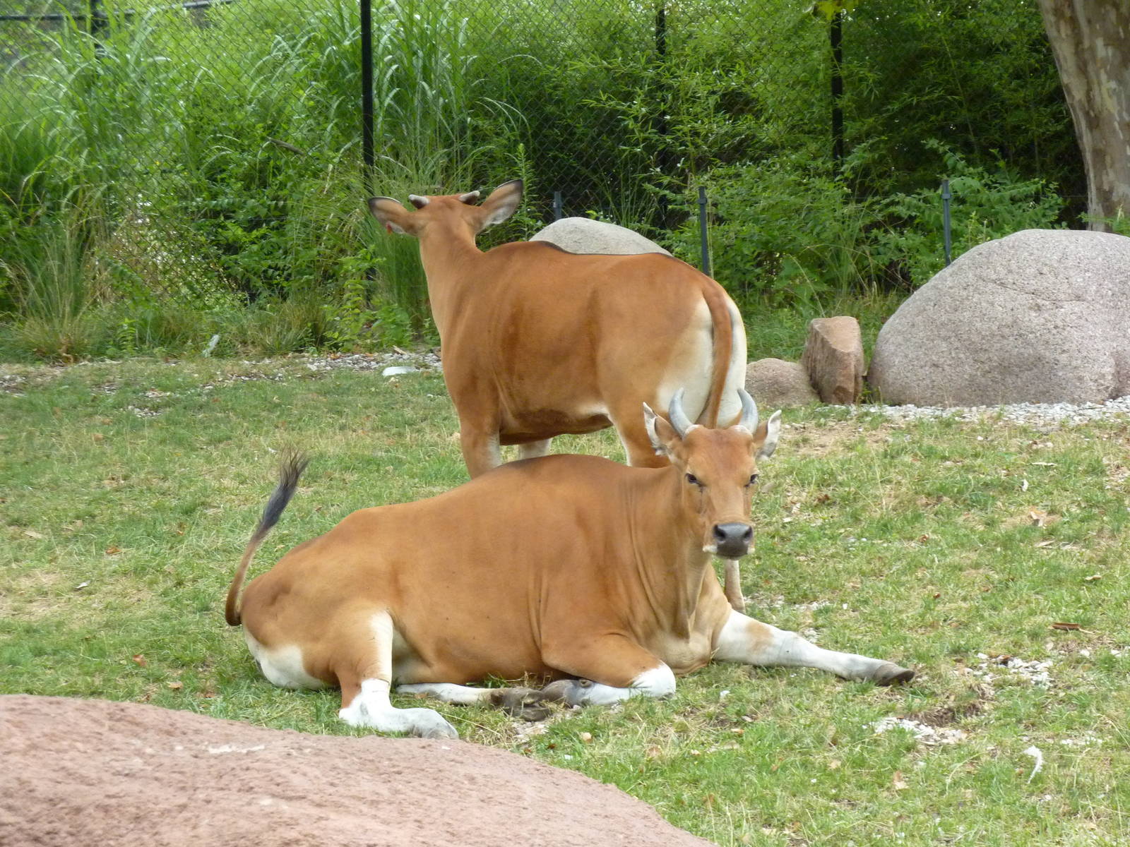 Red Rocks - Banteng