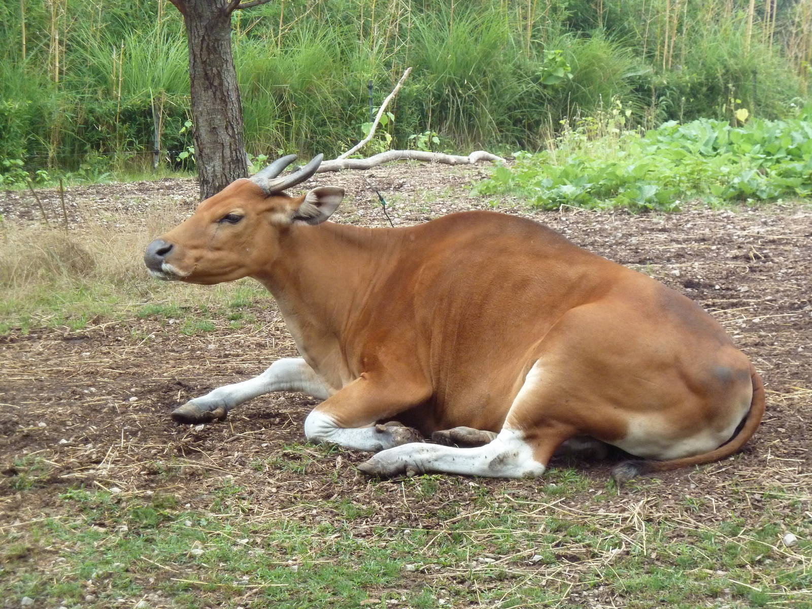 Red Rocks - Banteng