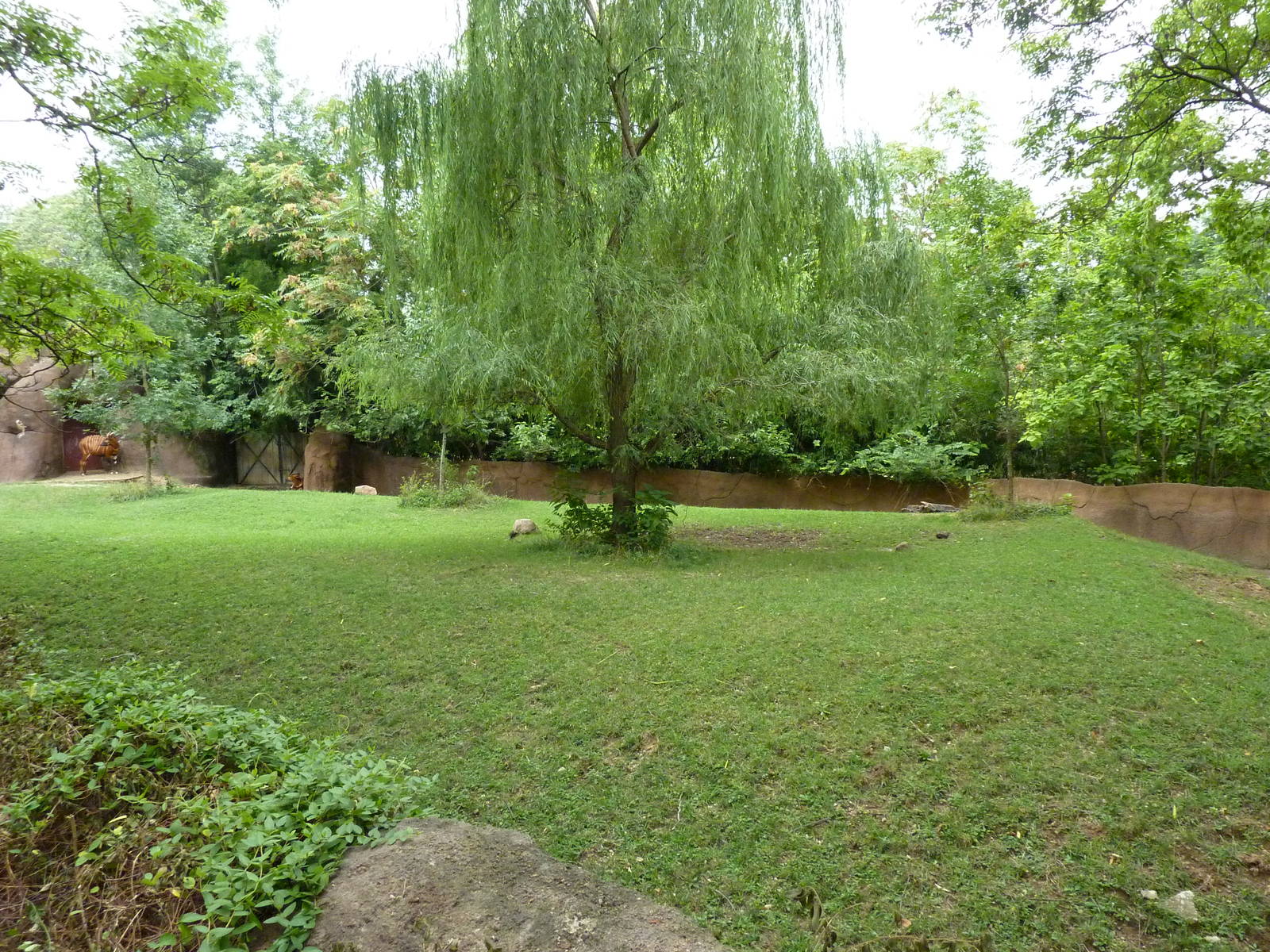 Red Rocks - Bongo Exhibit