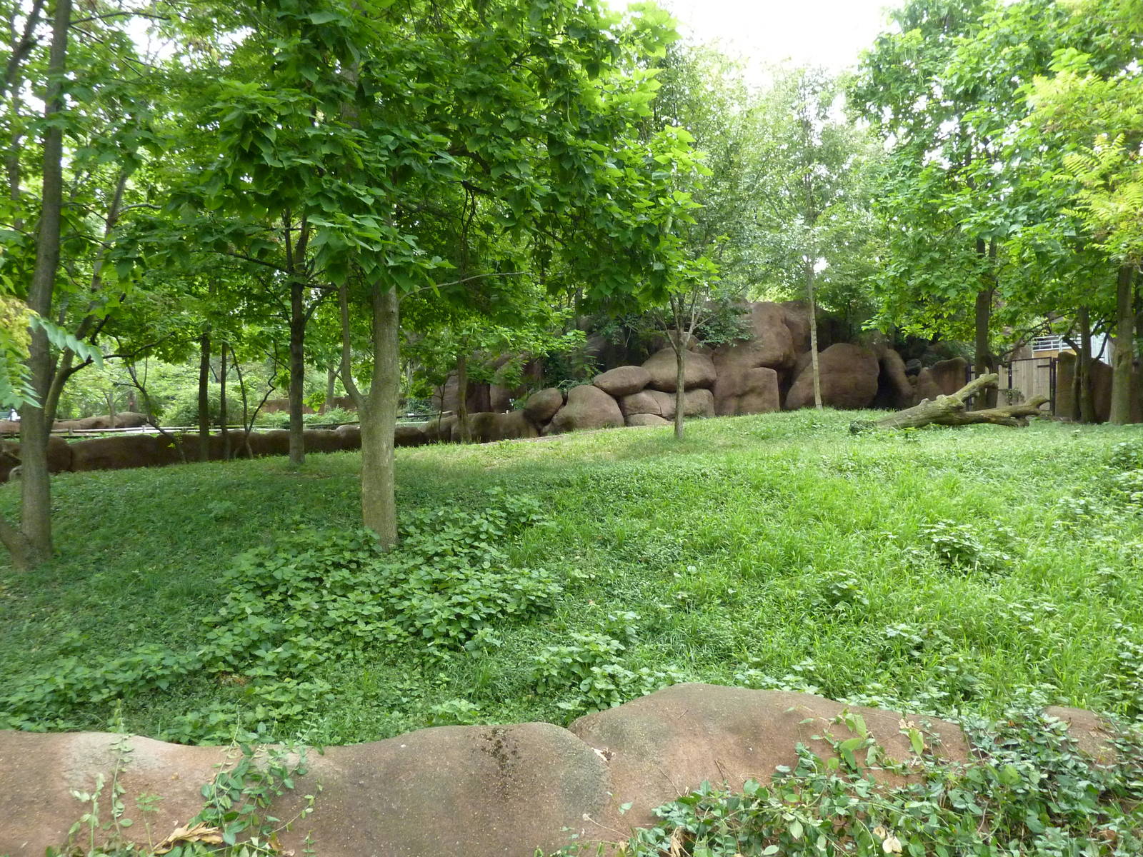 Red Rocks - Bongo Exhibit