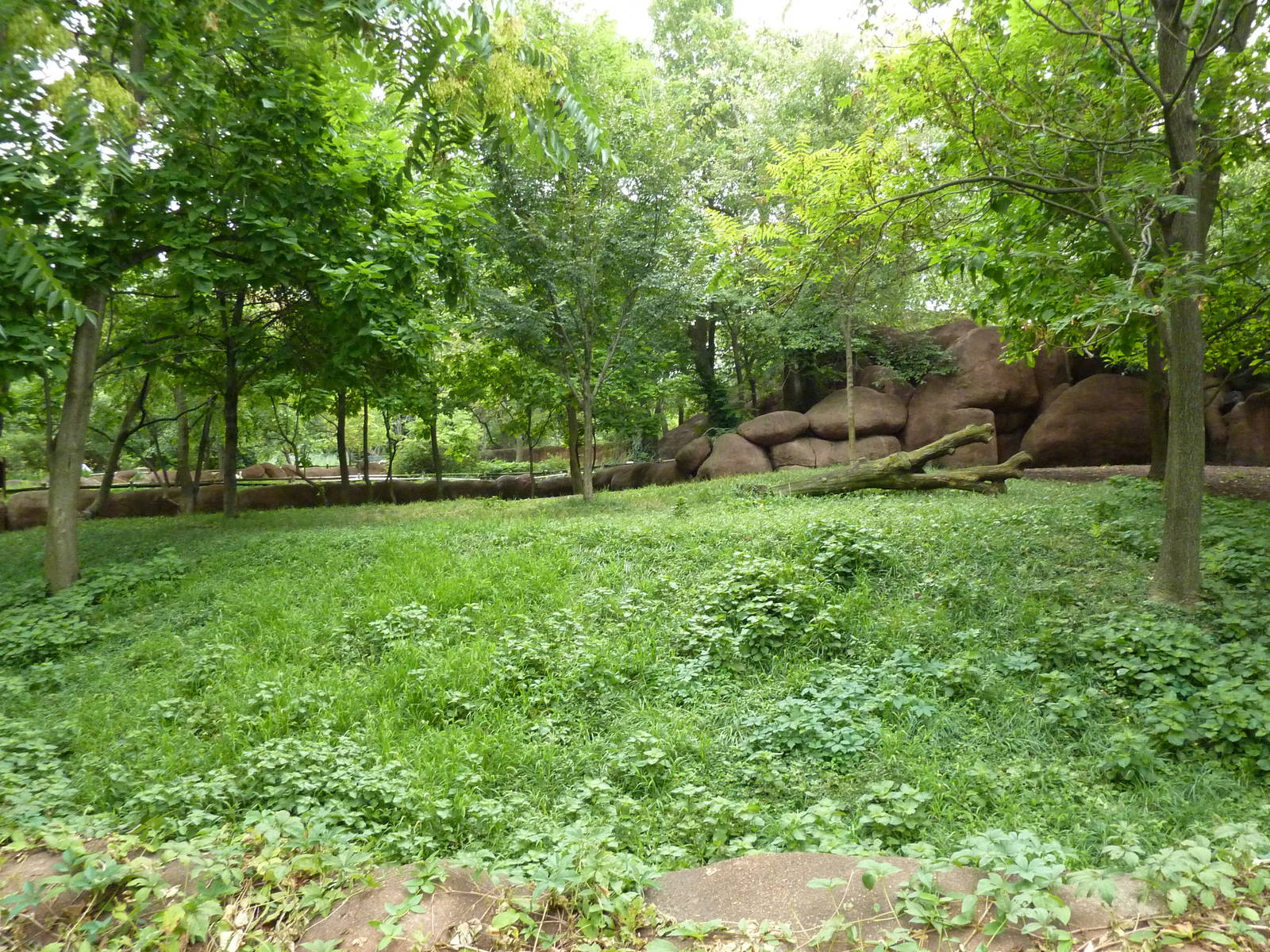 Red Rocks - Bongo Exhibit