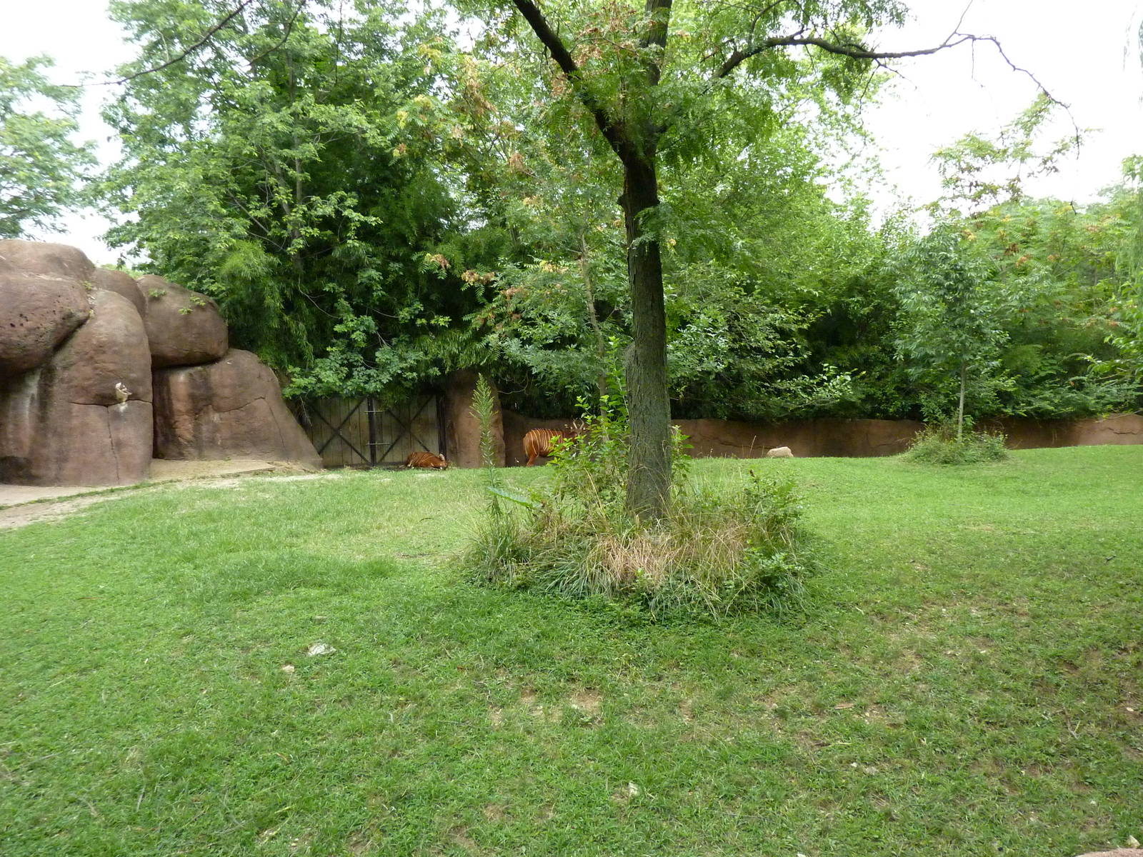 Red Rocks - Bongo Exhibit