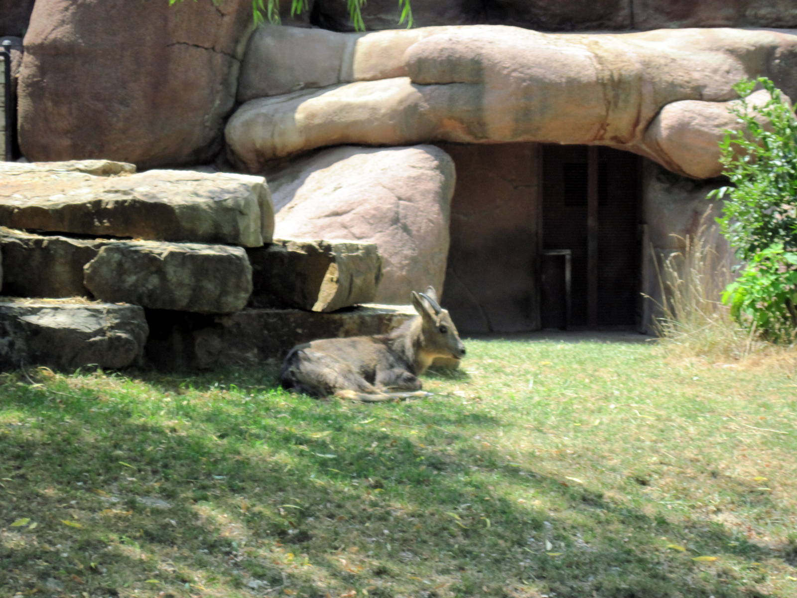 Red Rocks-Central Chinese Goral