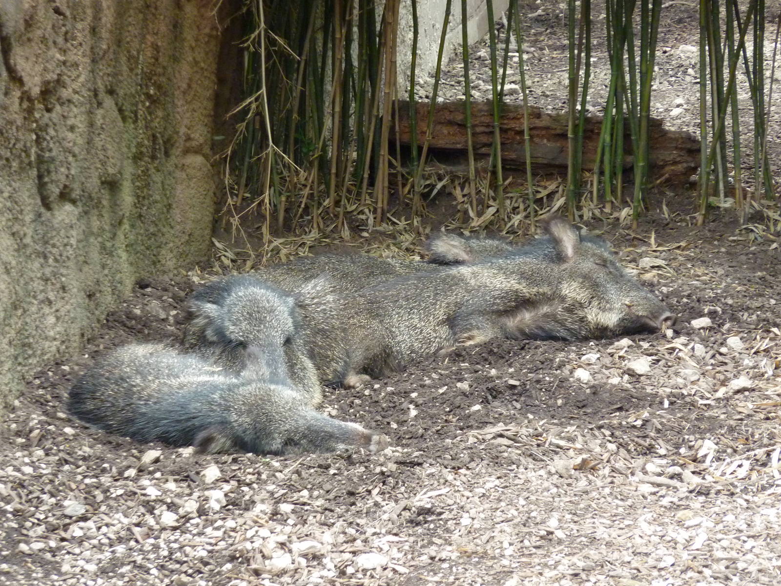 Red Rocks - Chacoan Peccaries