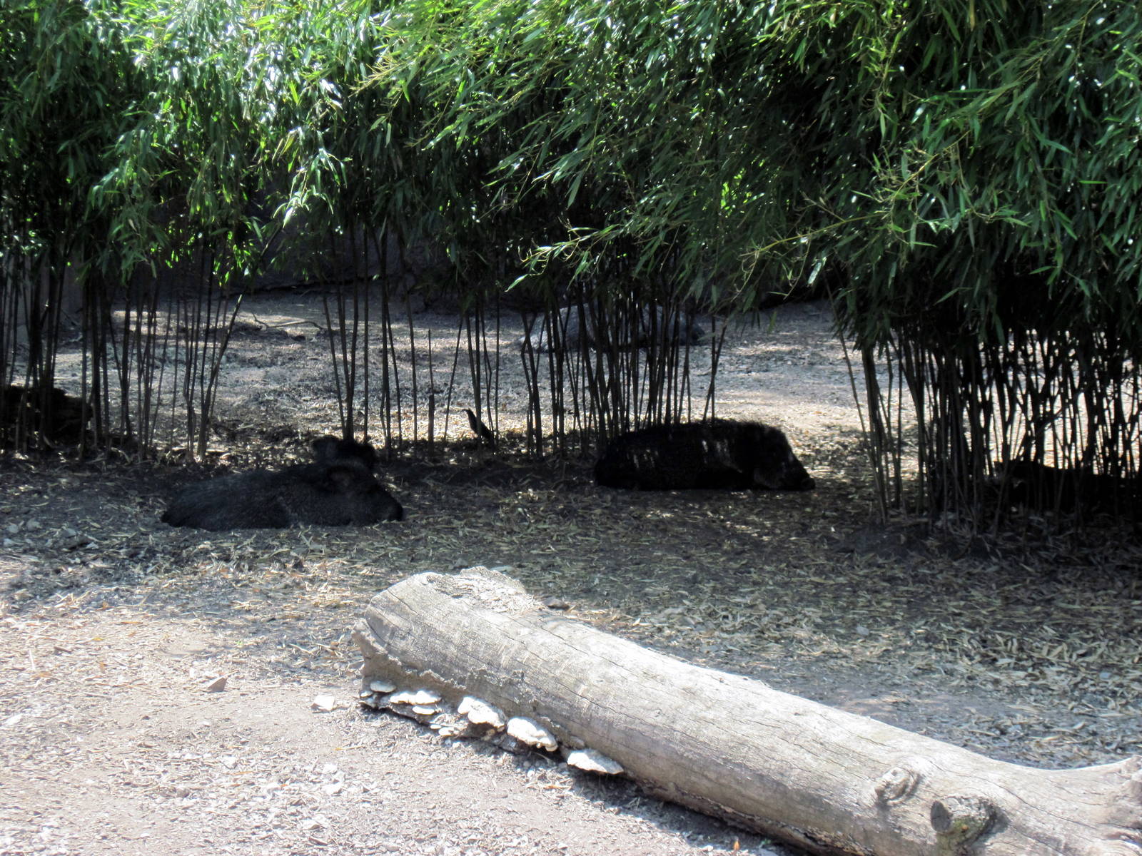 Red Rocks-Chacoan Peccaries