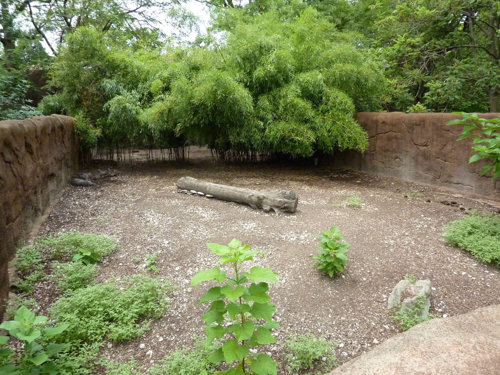 Red Rocks - Chacoan Peccary Exhibit