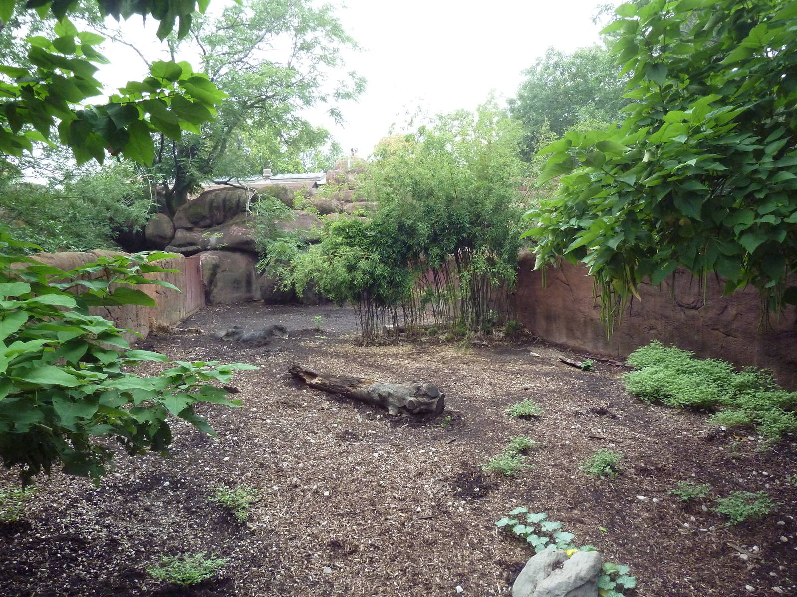 Red Rocks - Chacoan Peccary Exhibit
