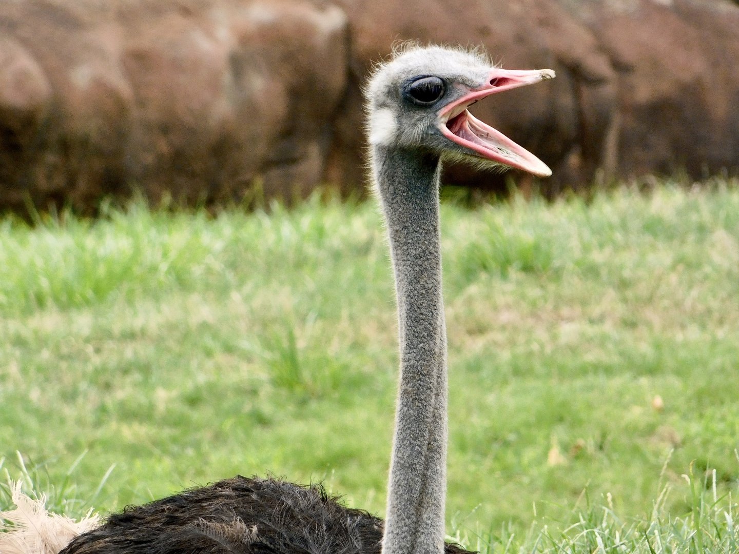 Red Rocks- Common Ostrich