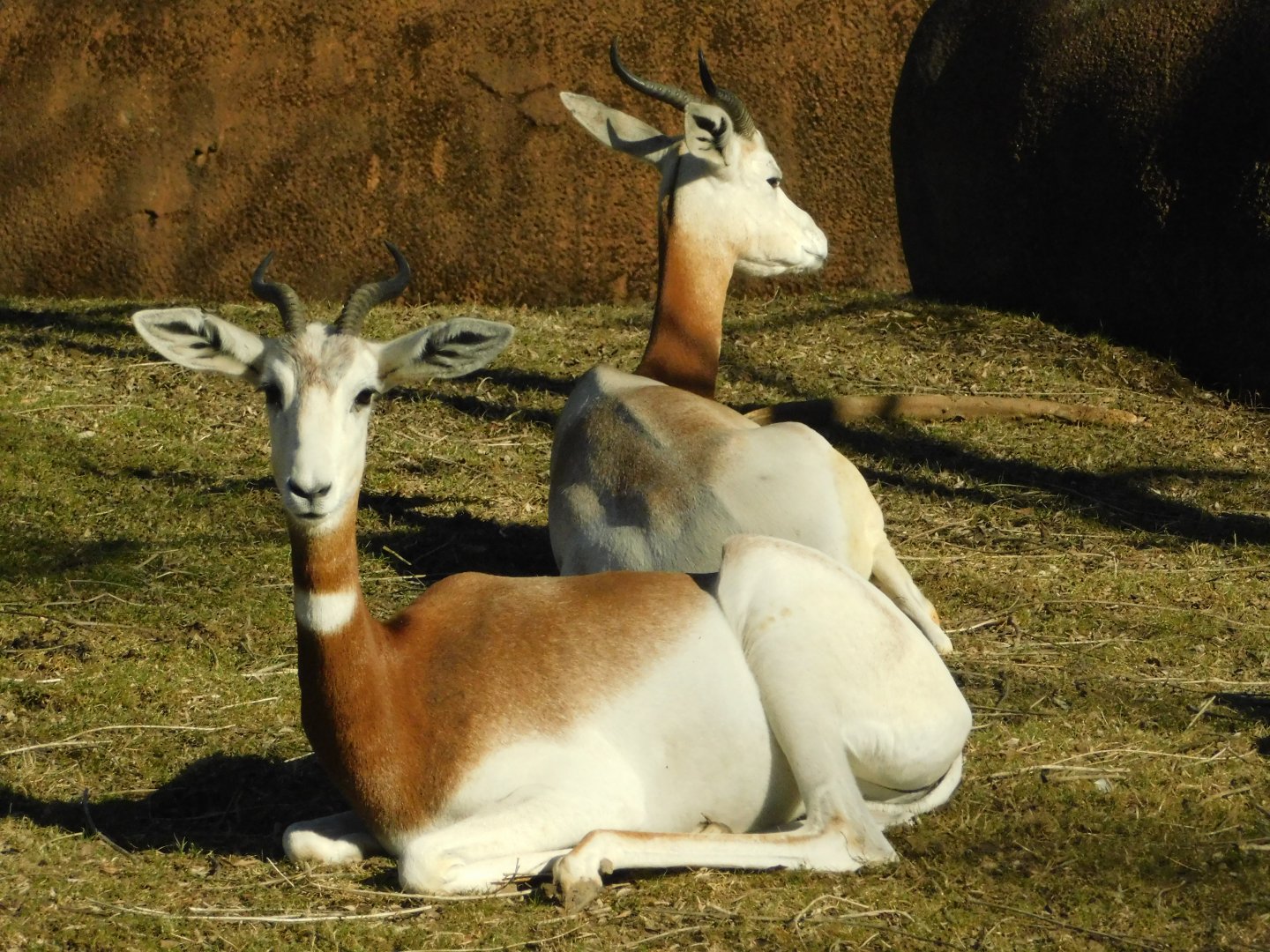 Red Rocks- Dama Gazelle - March 1, 2022